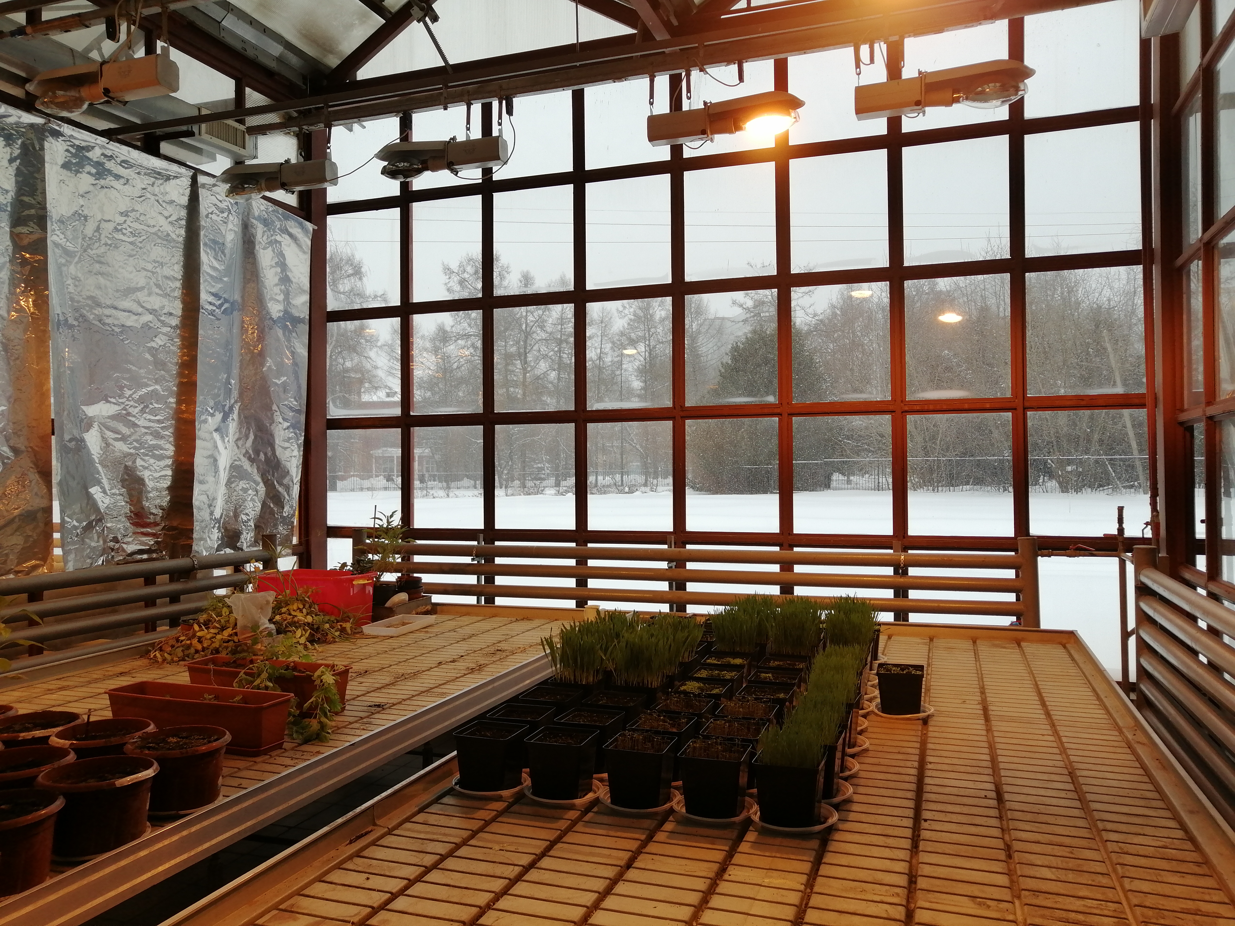 Winter Greenhouse premises