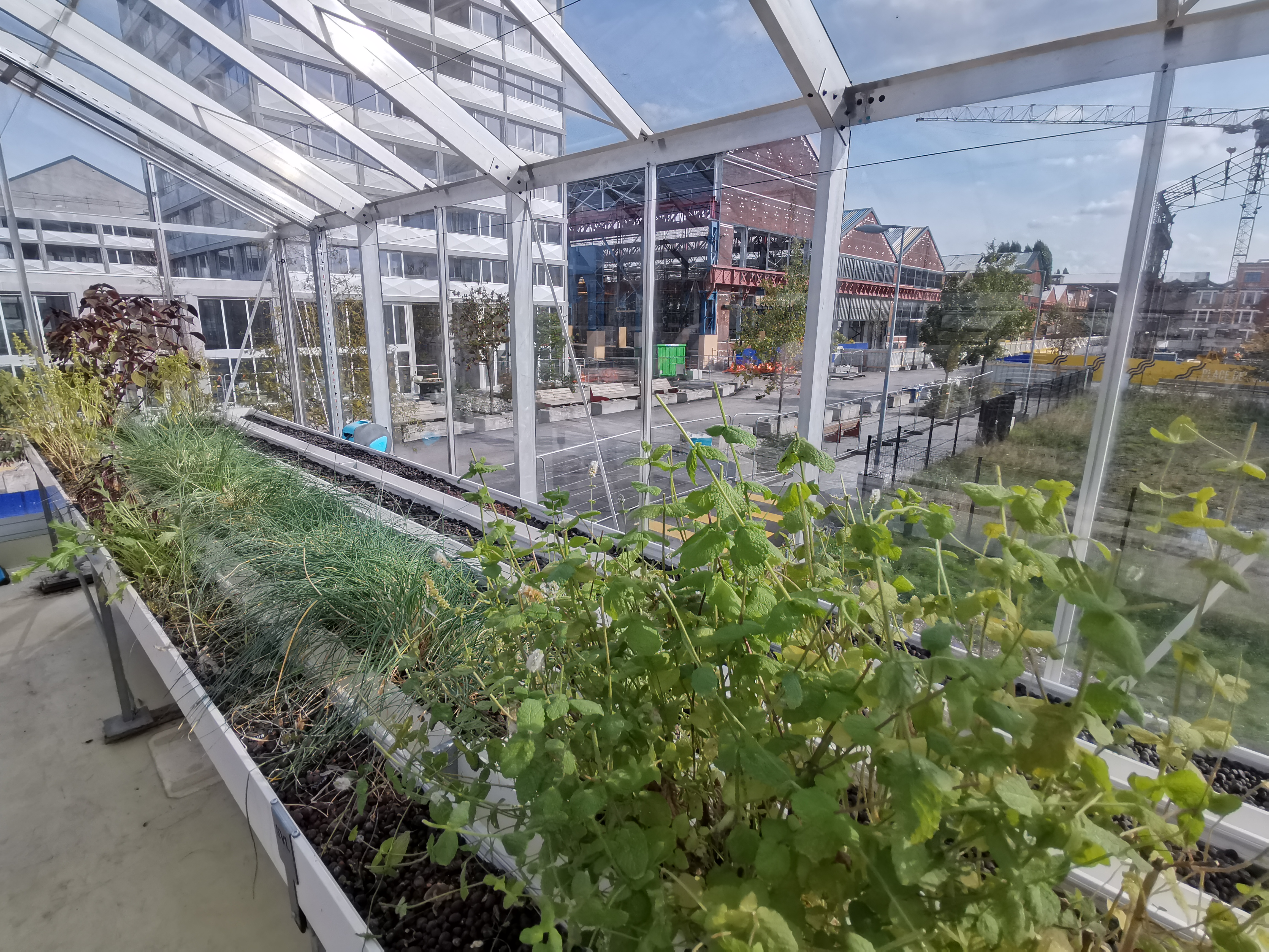 Inside Rooftop Greenhouse