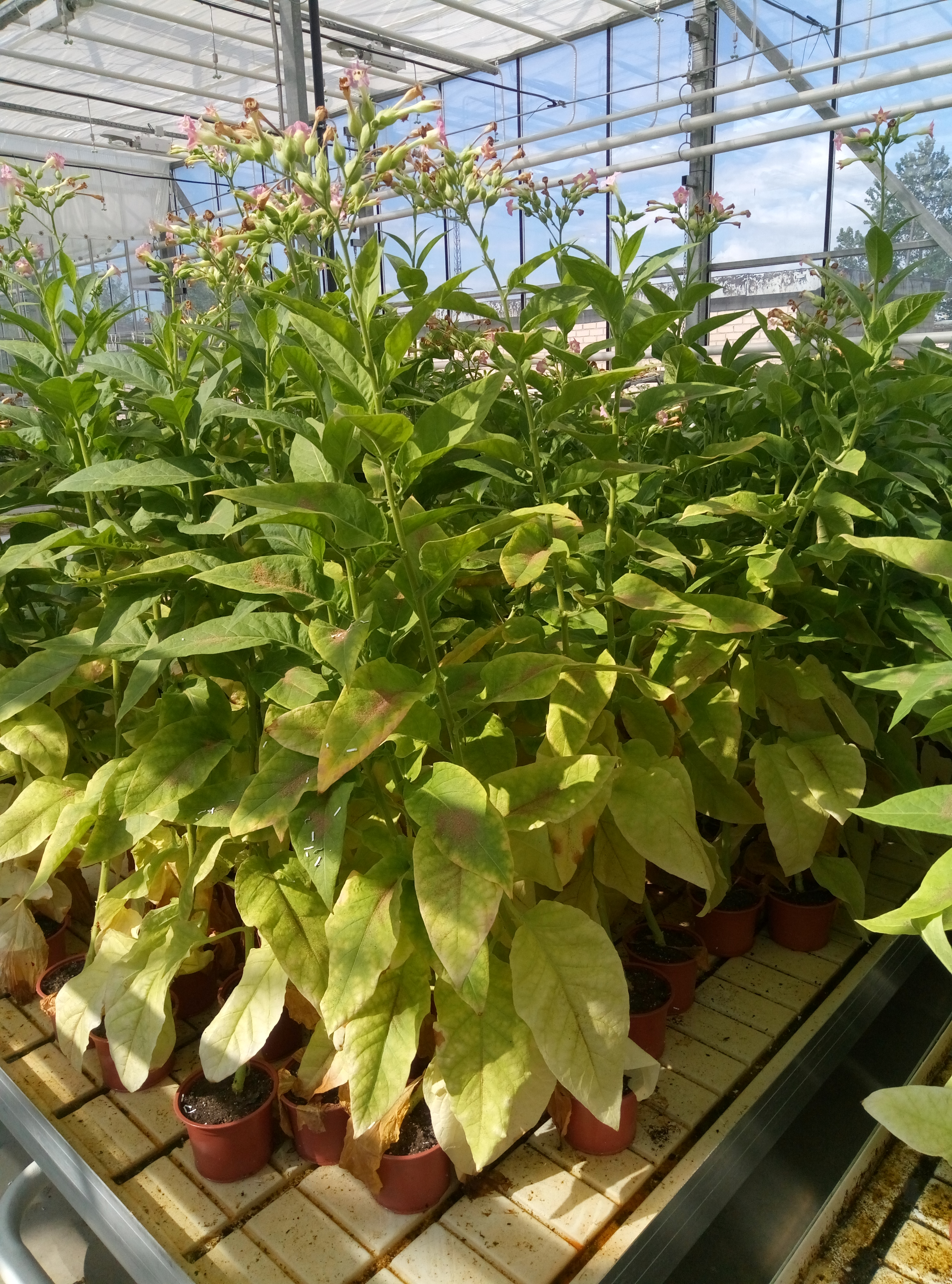 Contrôle qualité des auxiliaires