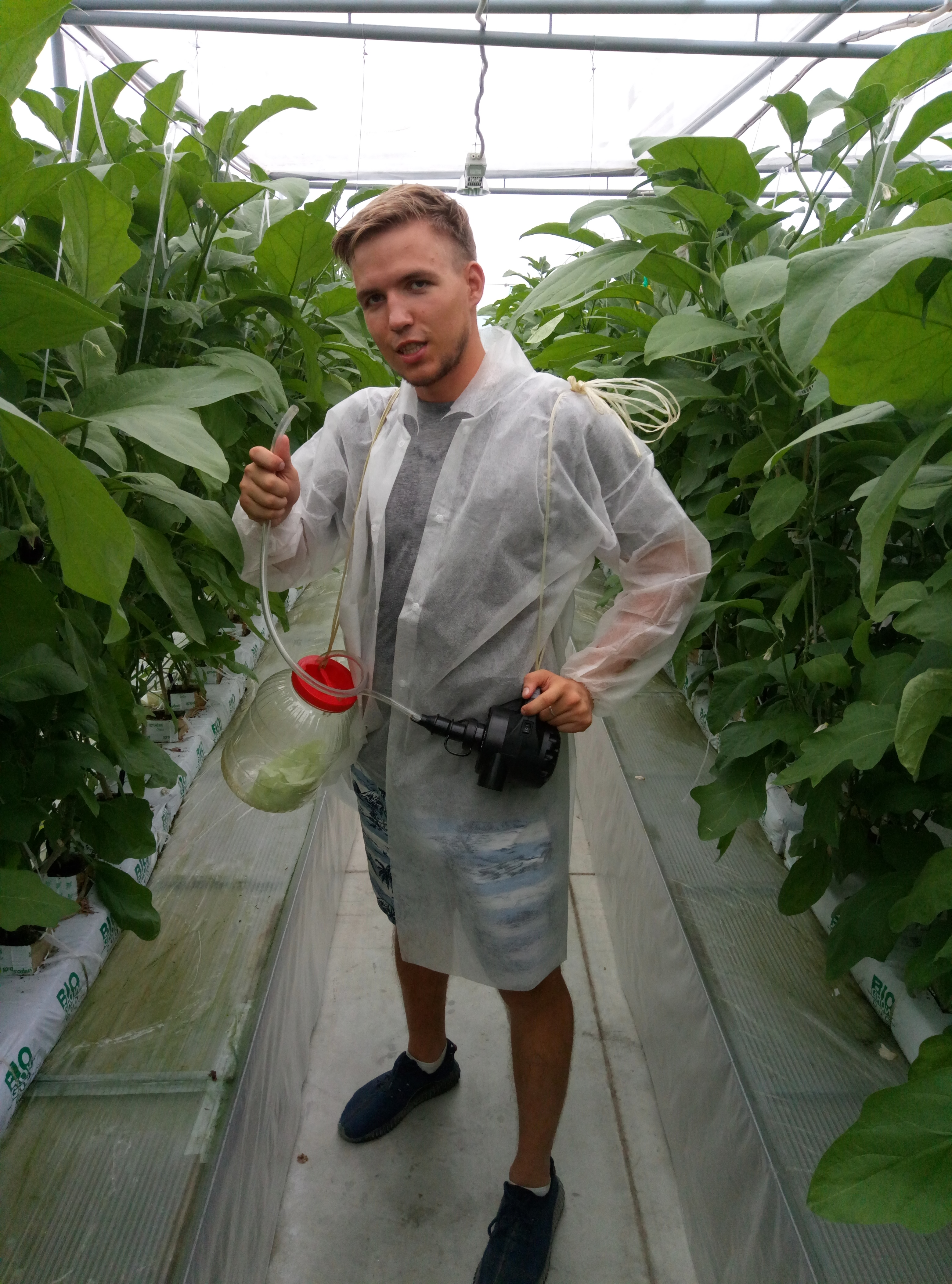 Production de biocontrôle *Macrolophus*