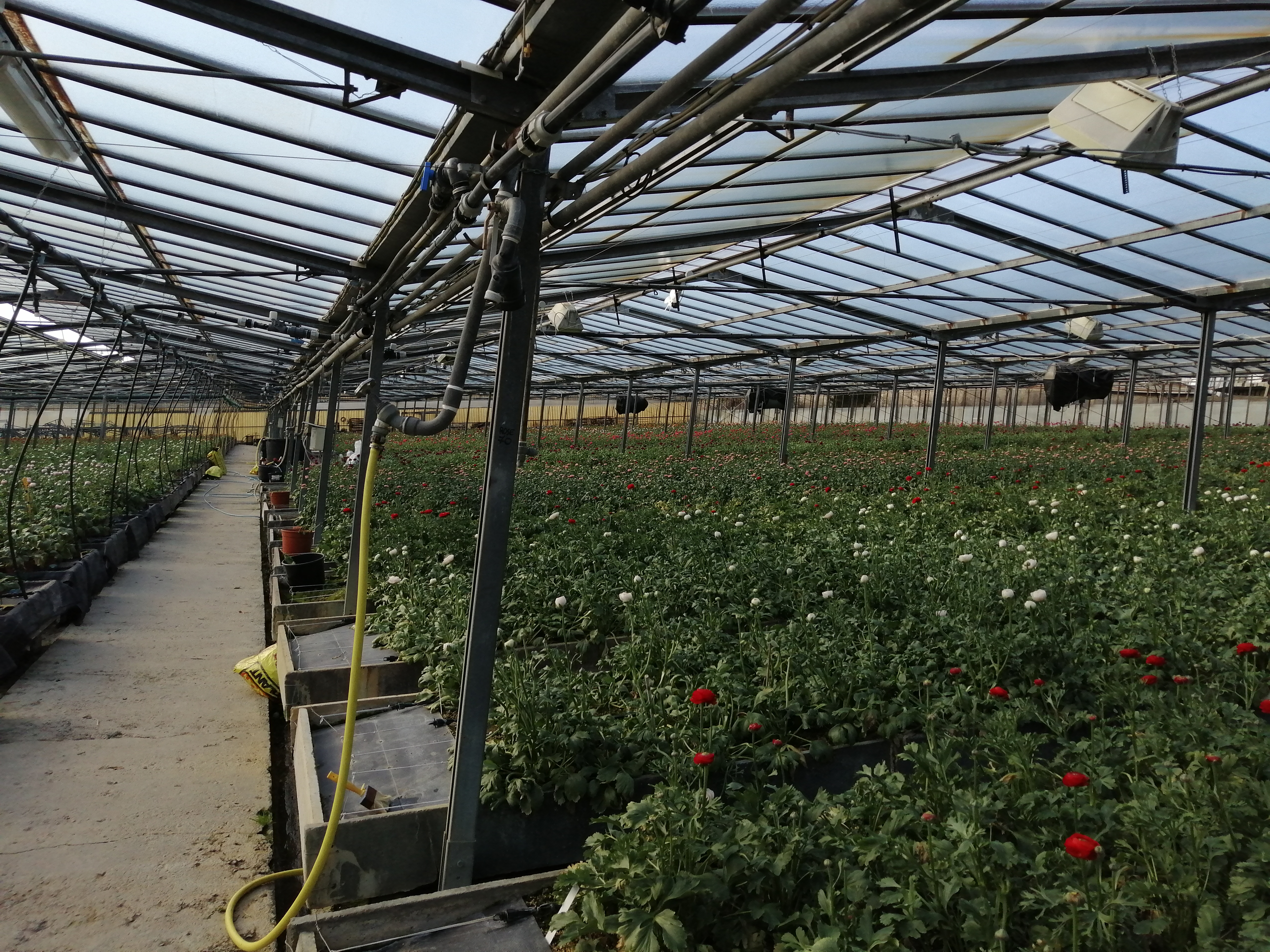 Flower cultivation area