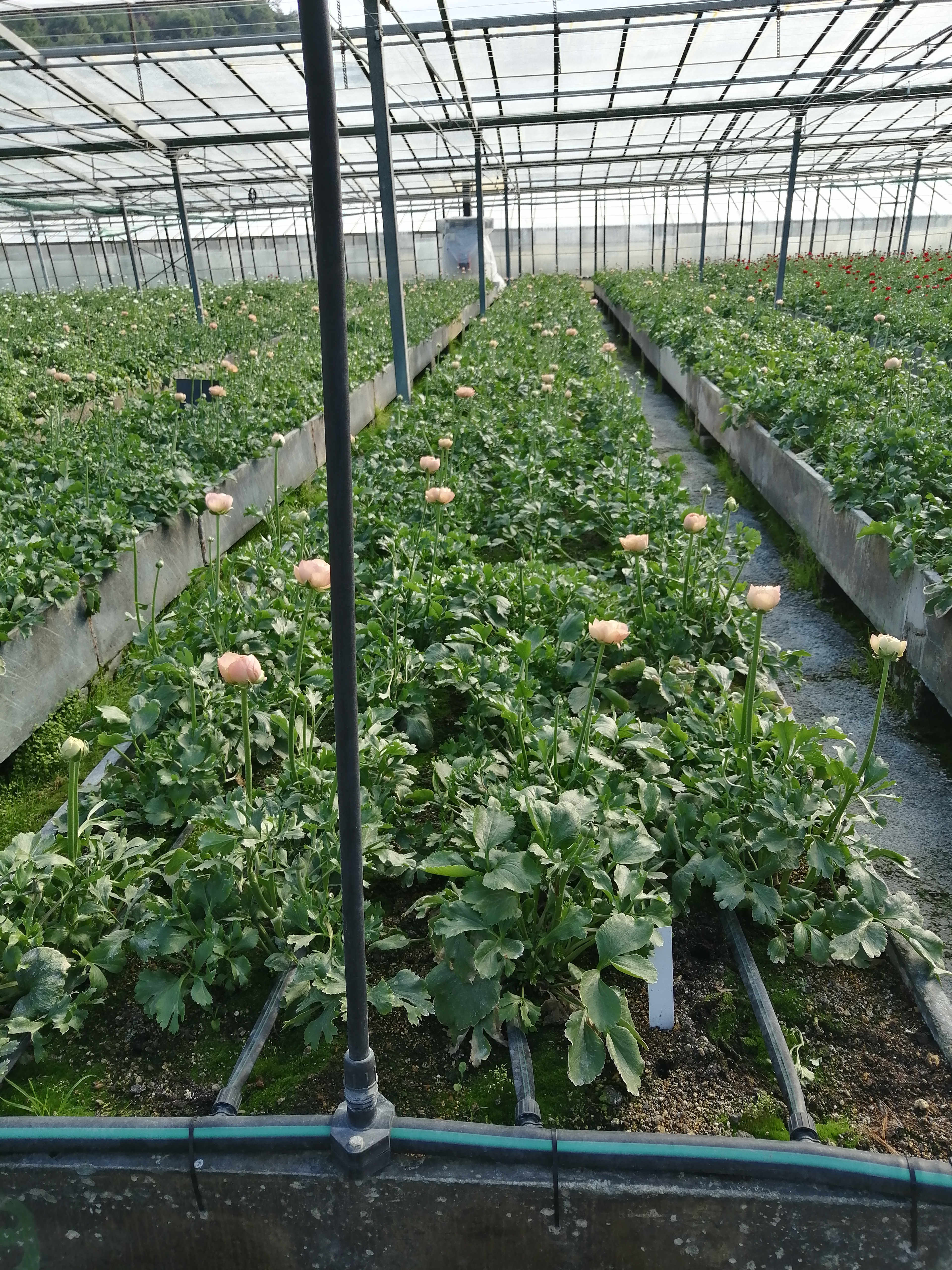 Precision irrigation