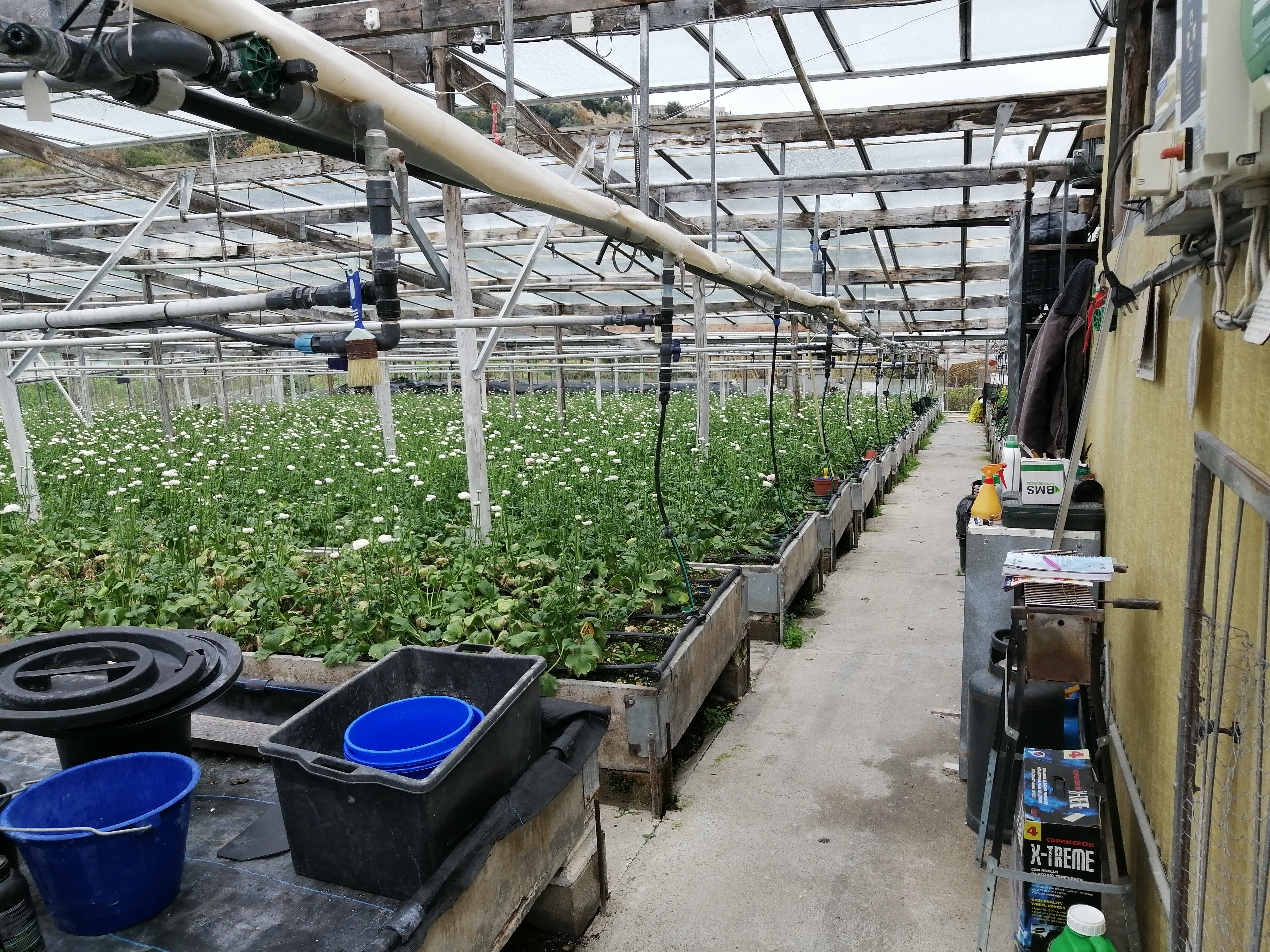 *Ranunculus* crop with biological protection