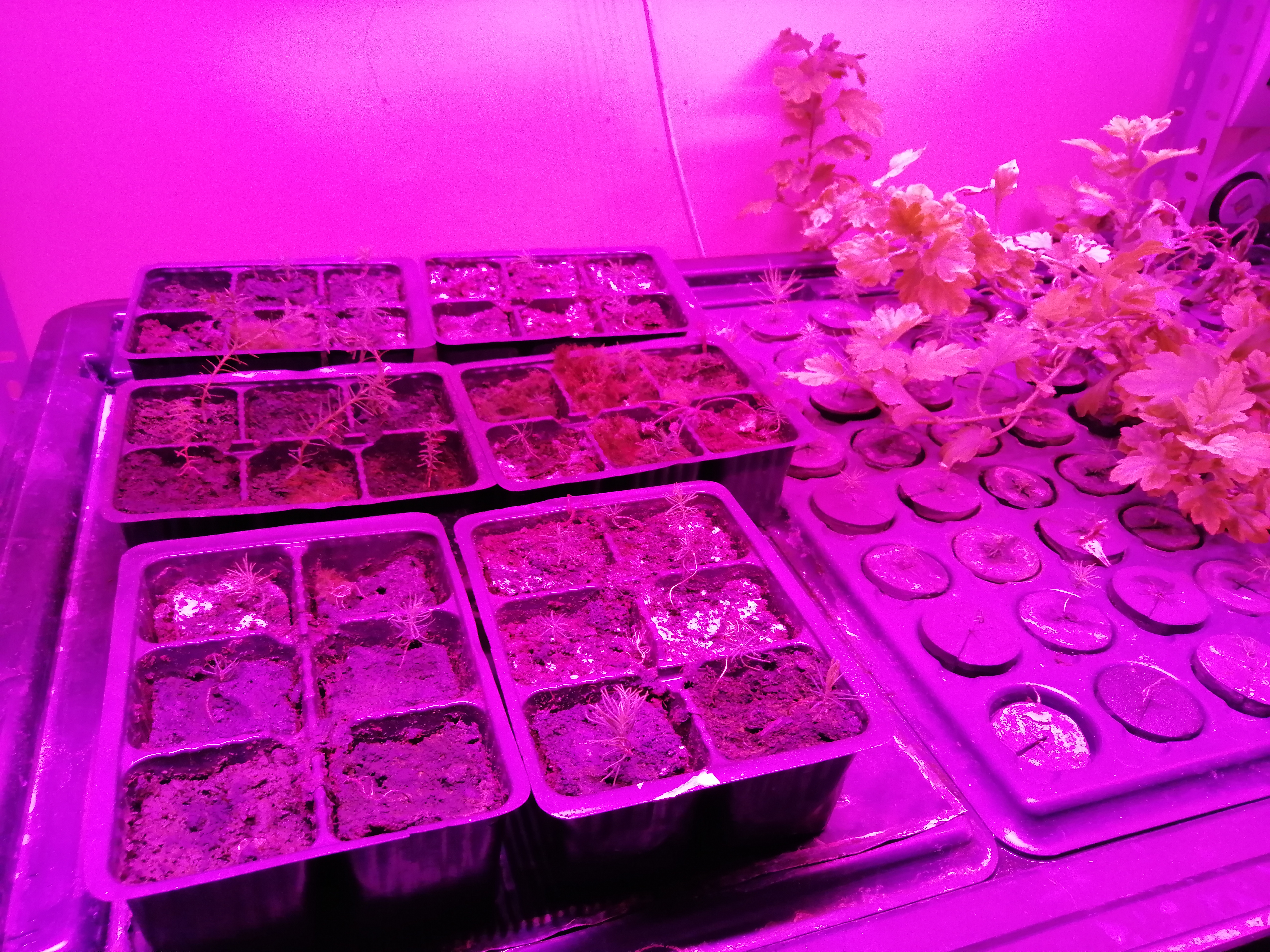 Urban Greenhouse Challenge reforestation prototype