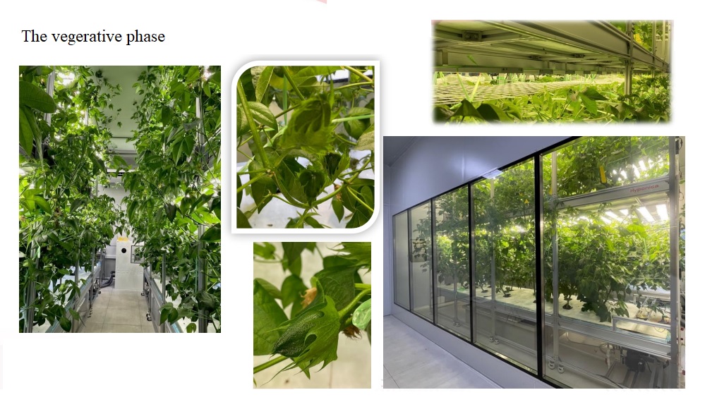 Cotton plant close-up in controlled environment