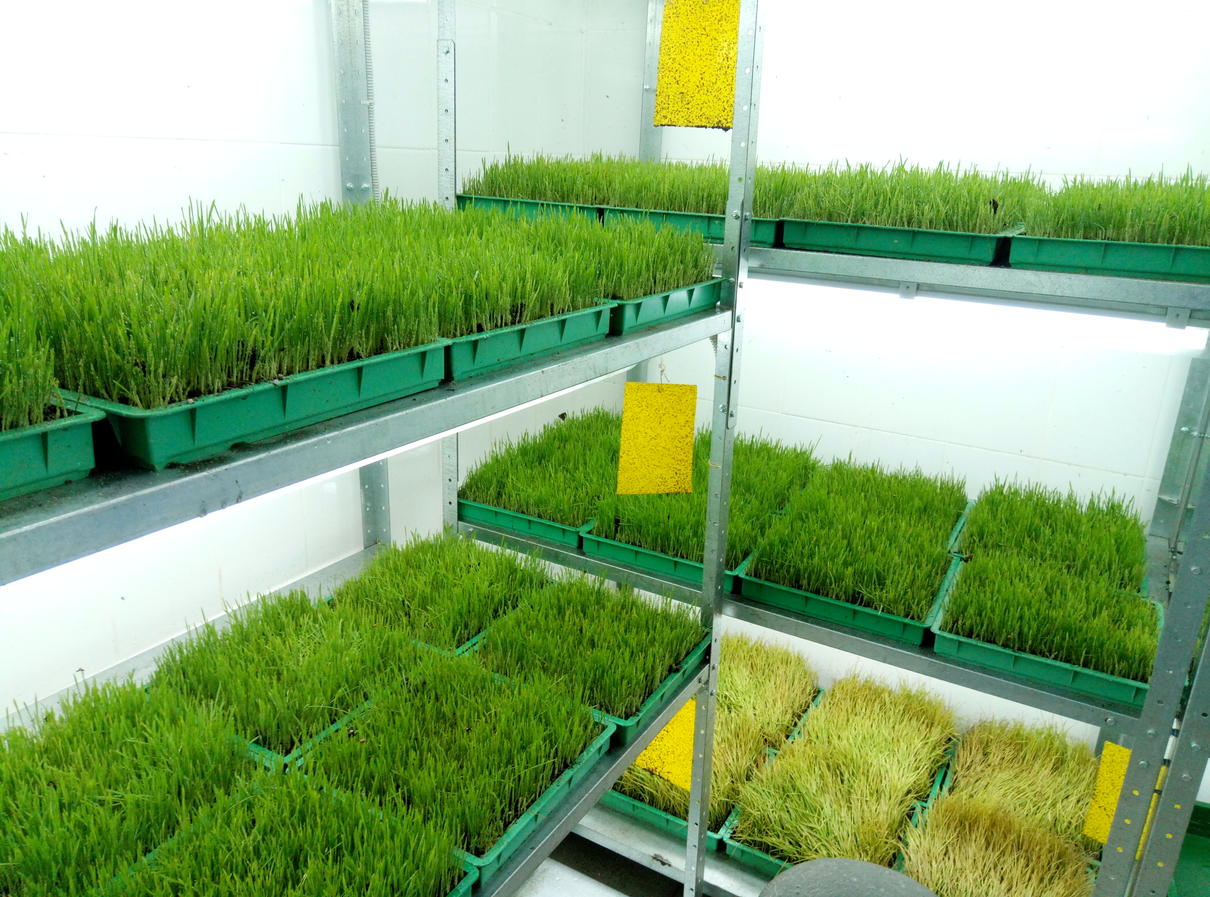 Plants for breeding entomophages