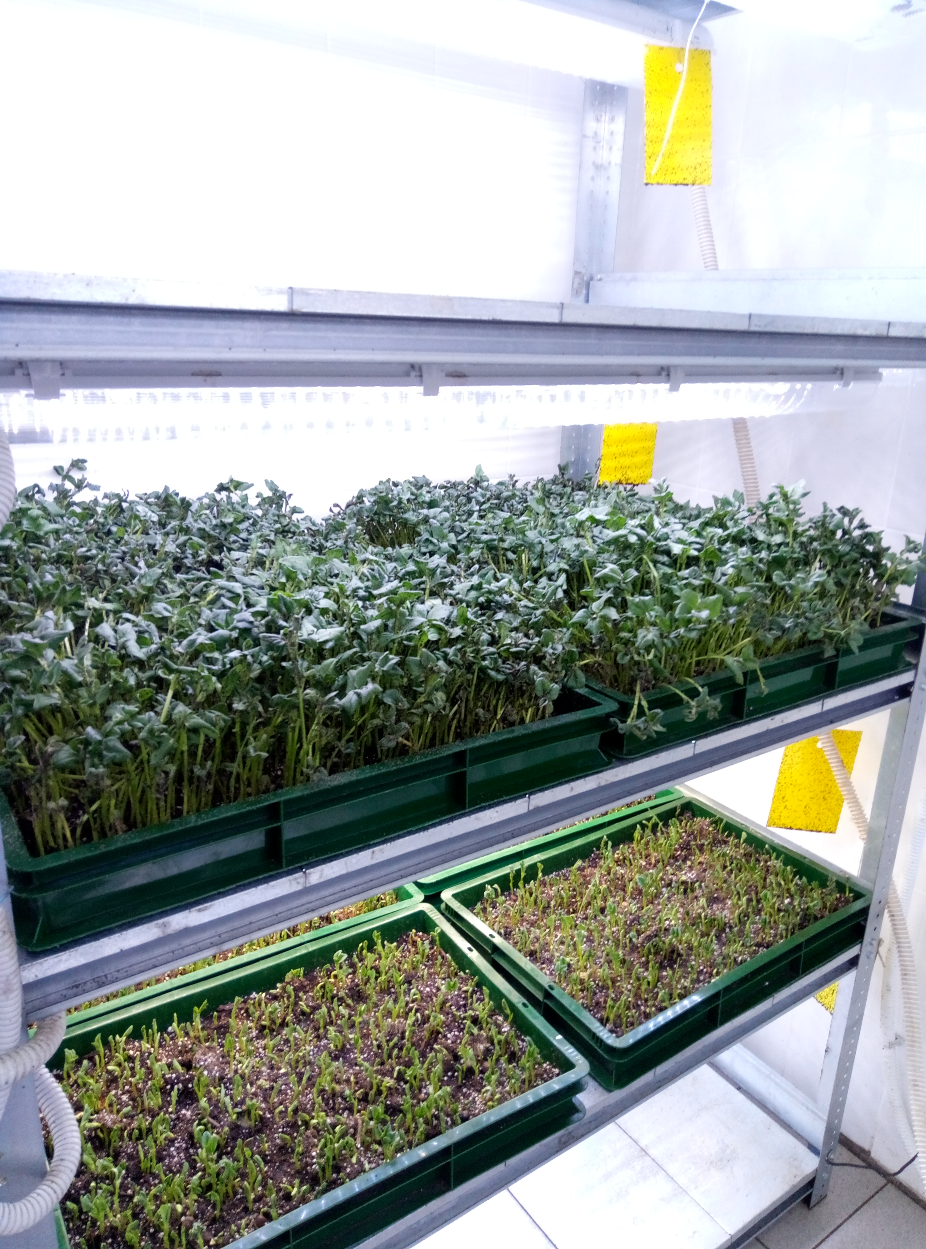 Plants for breeding entomophages 2