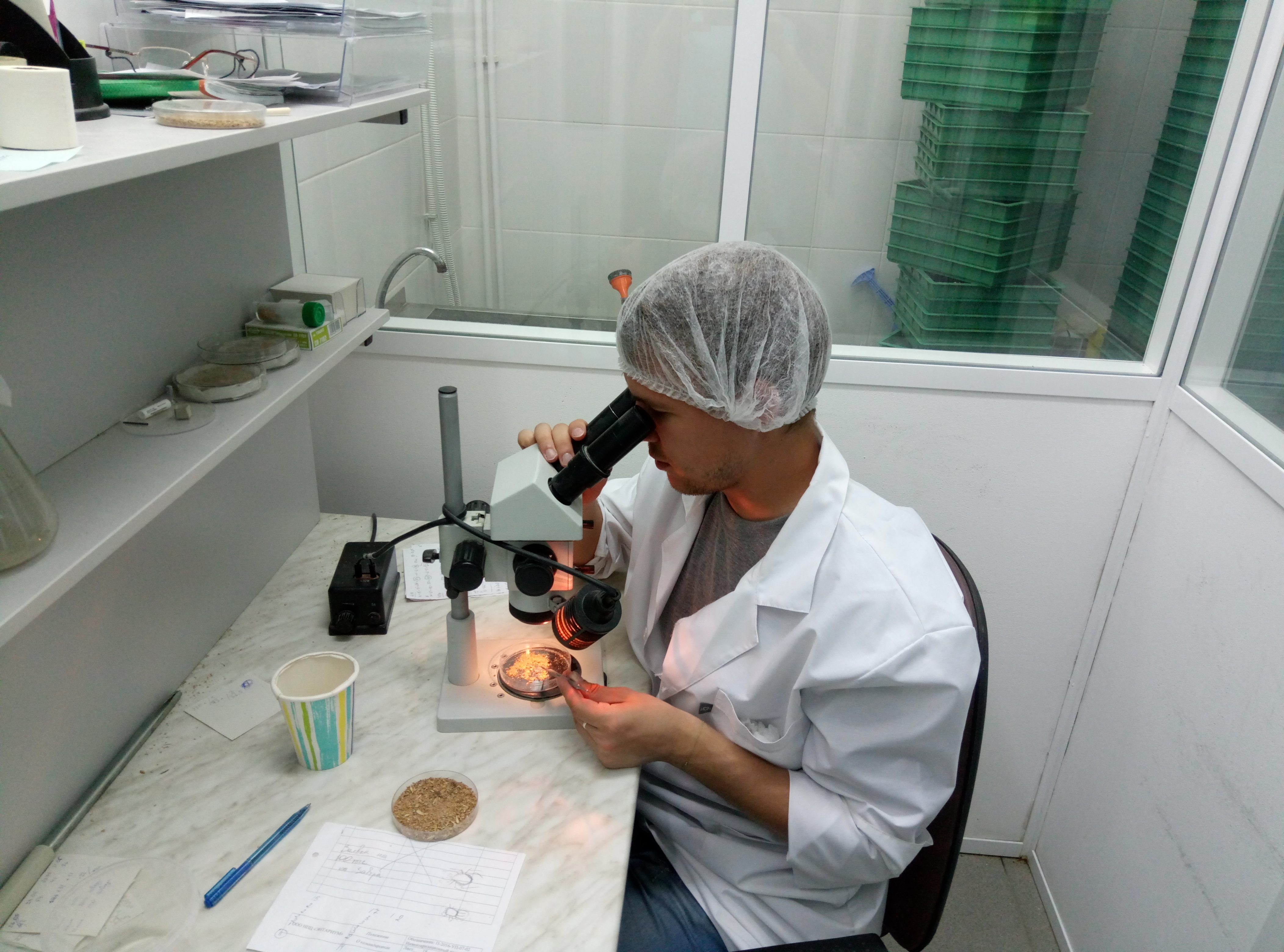 *Phytoseiulus* & *Encarsia* scale-up facility