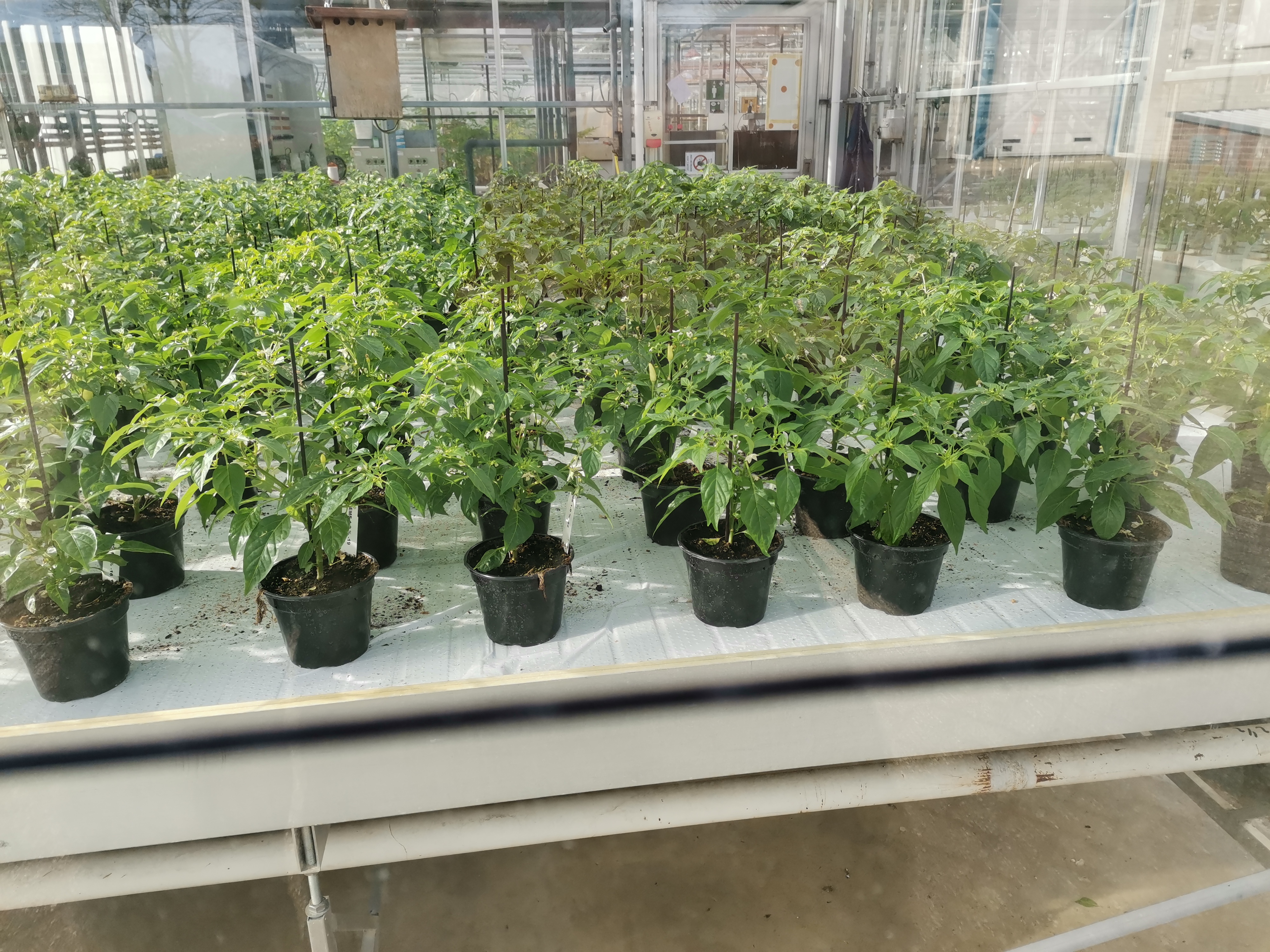 Inspection de biocontrôle dans une serre d’Almería