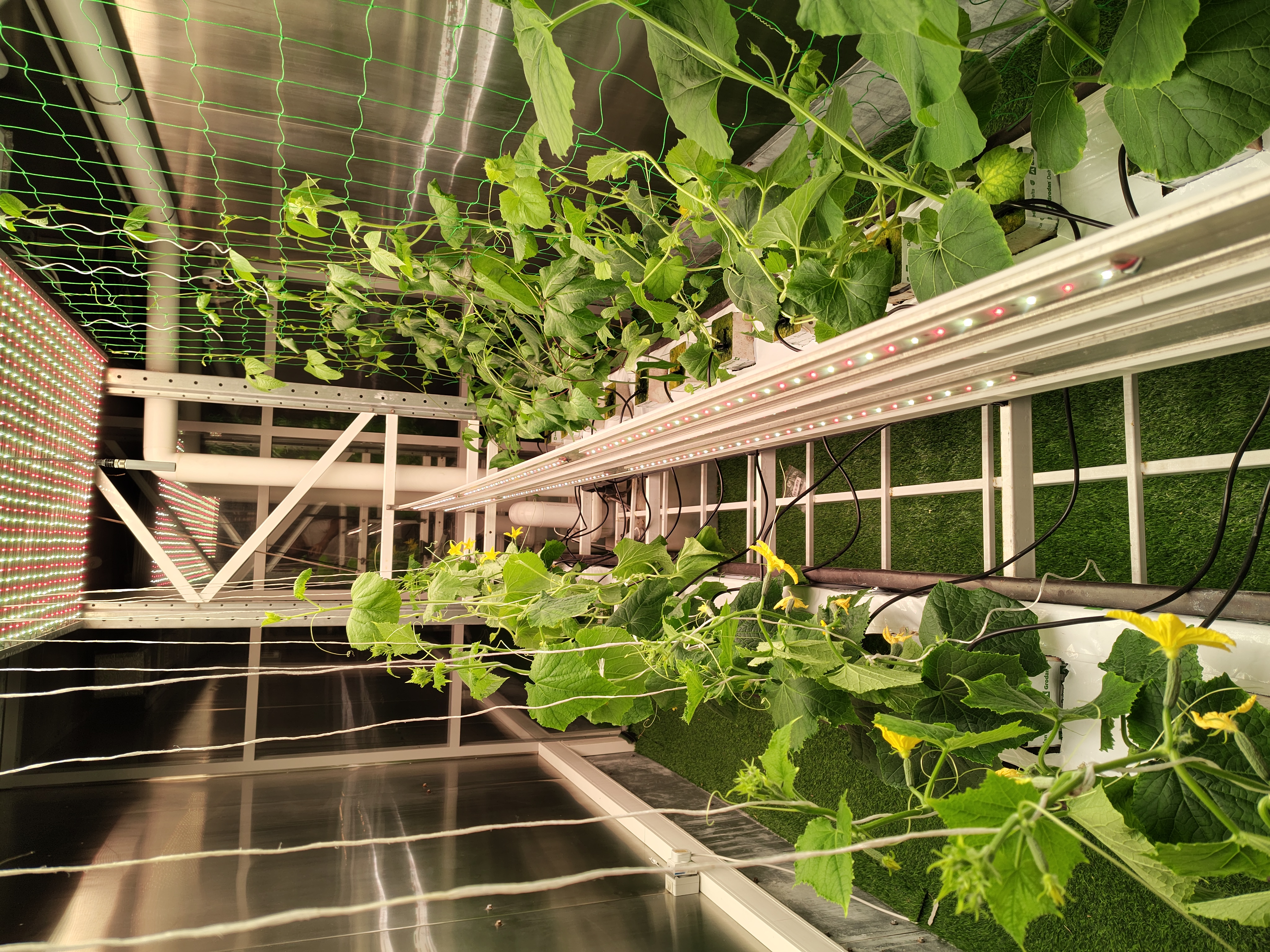 Culture unifiée de poivron doux