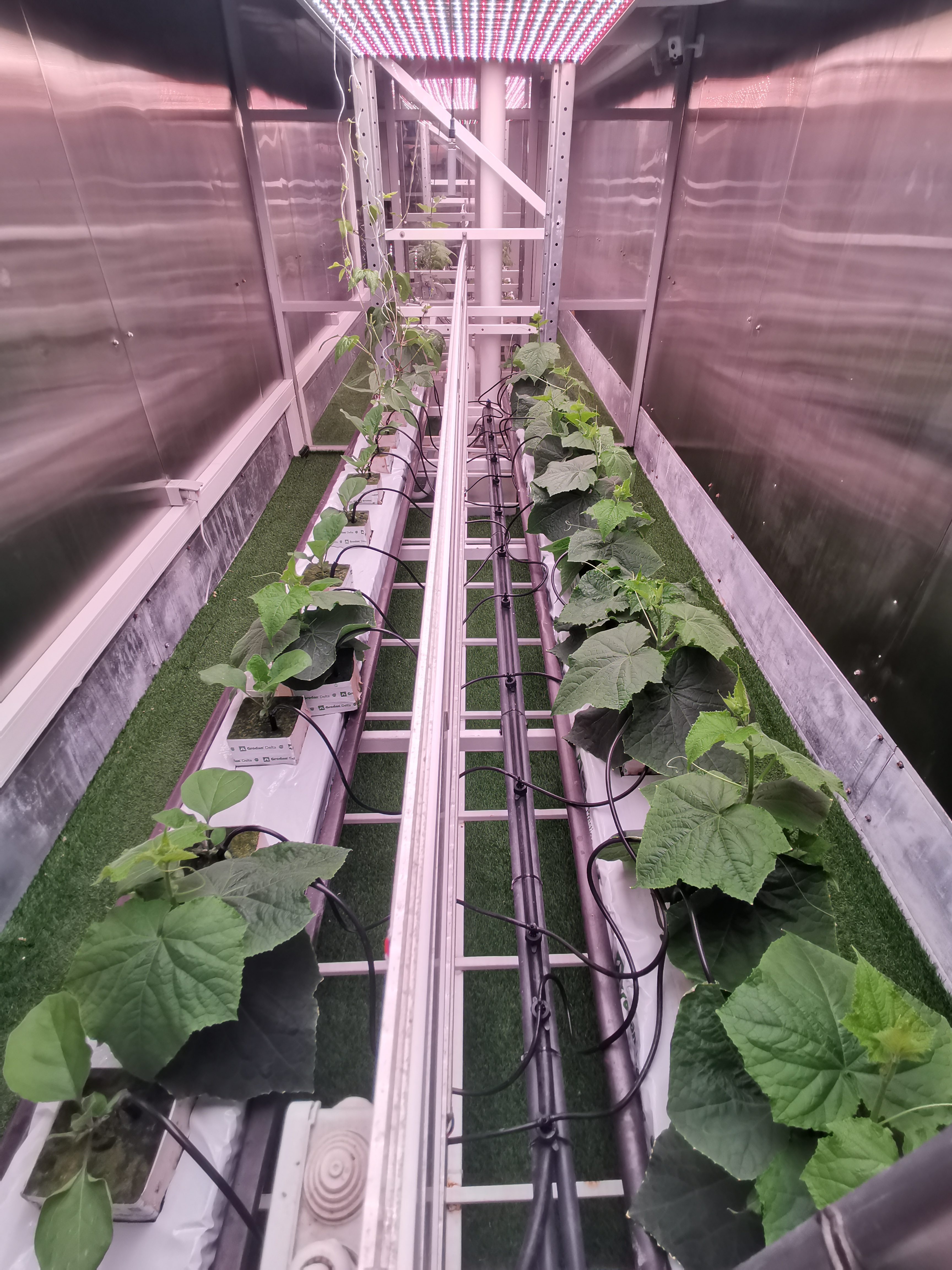 Culture unifiée de concombre