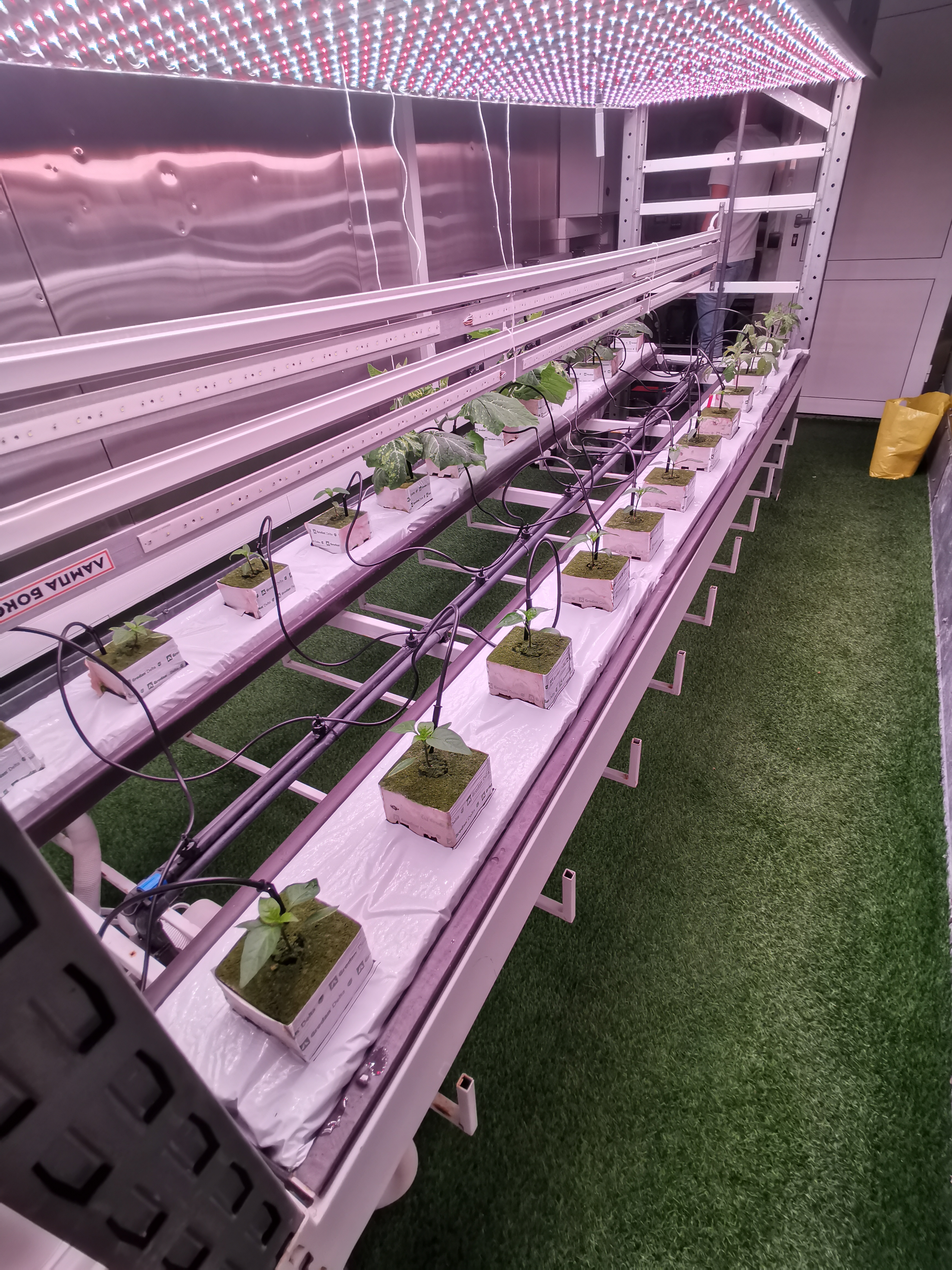 Culture unifiée de poivron doux