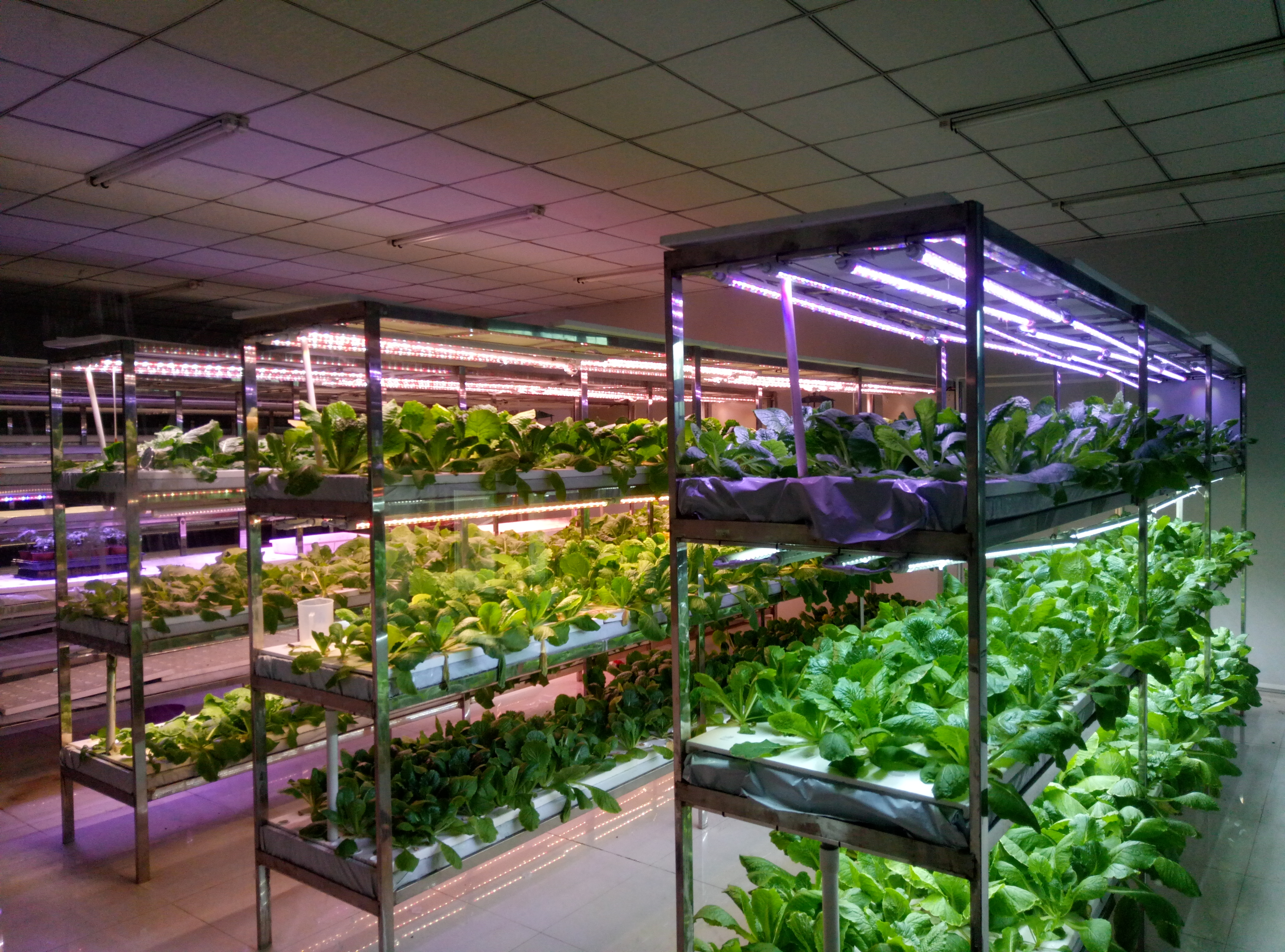 Hydroponic system