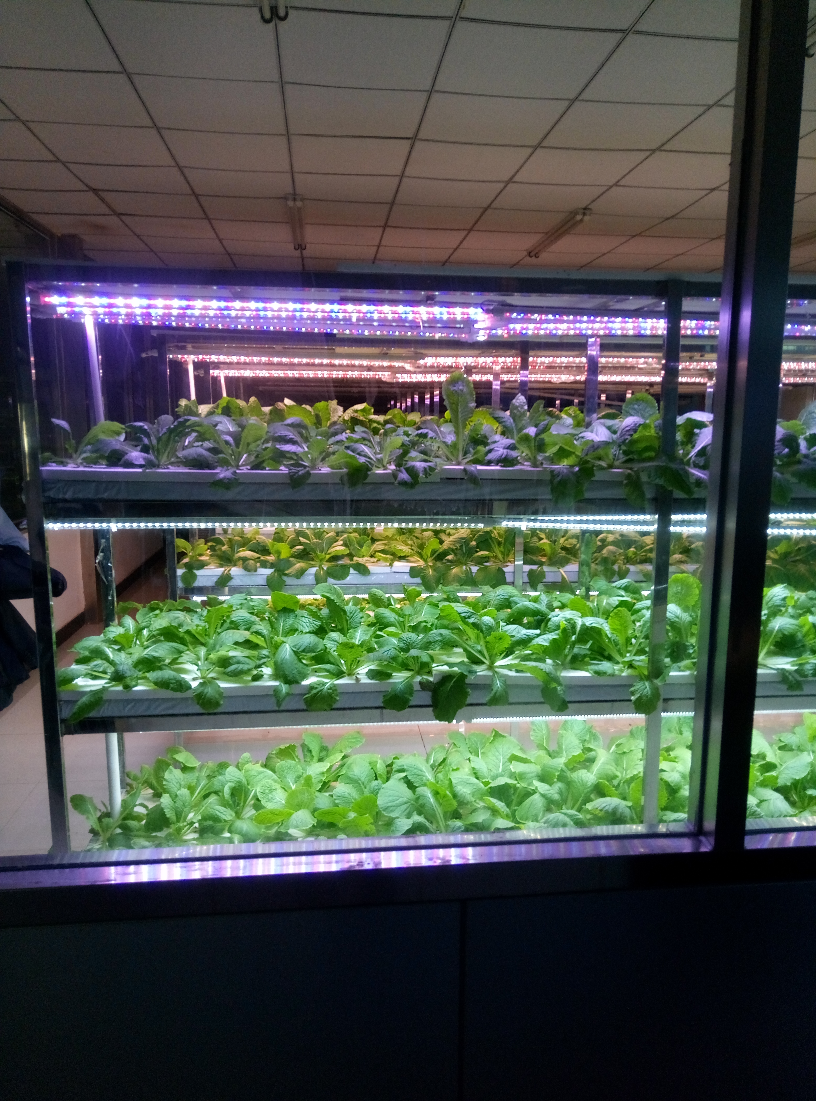 Ready for harvest plants