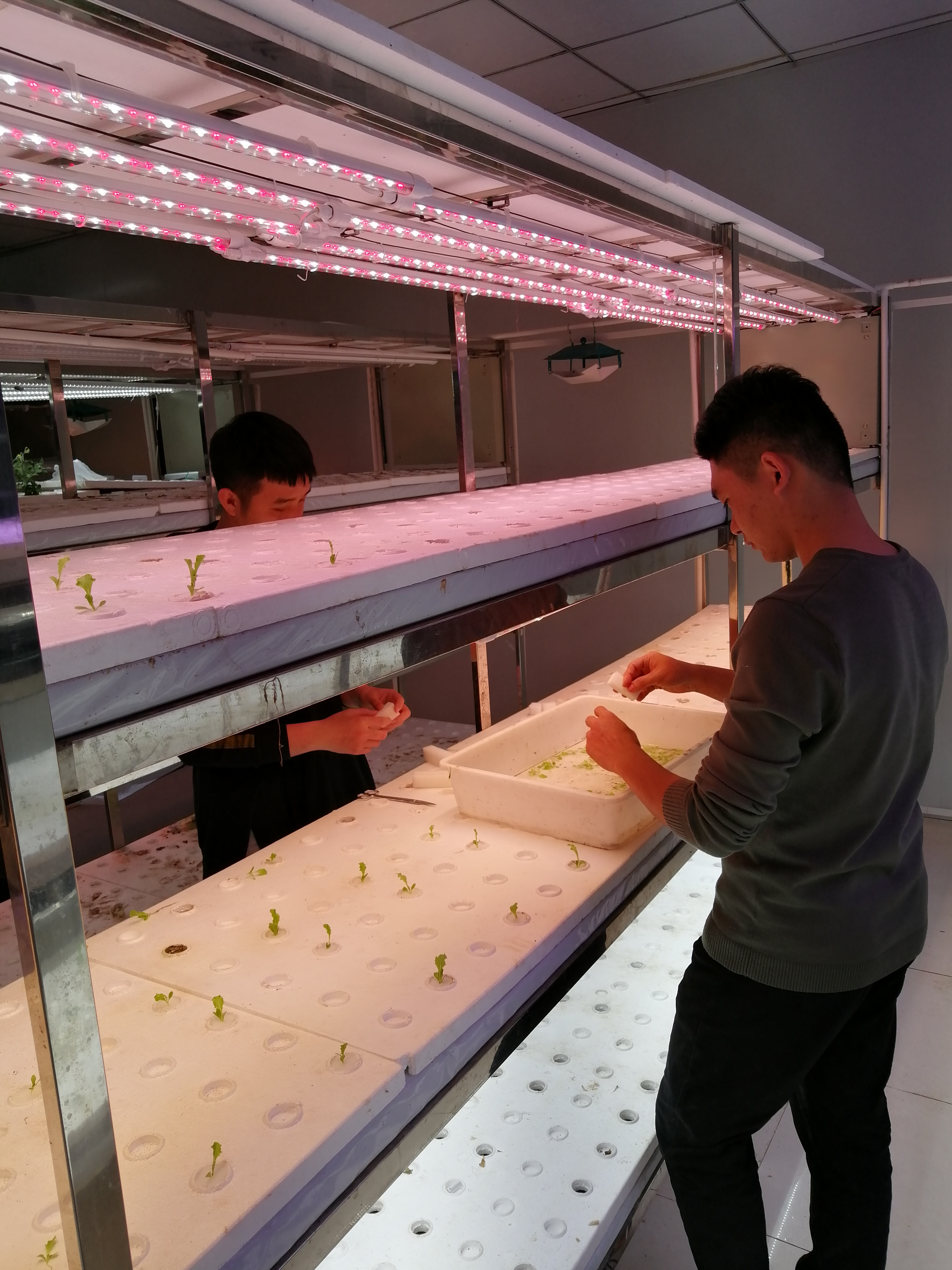 University hydroponics lab benches