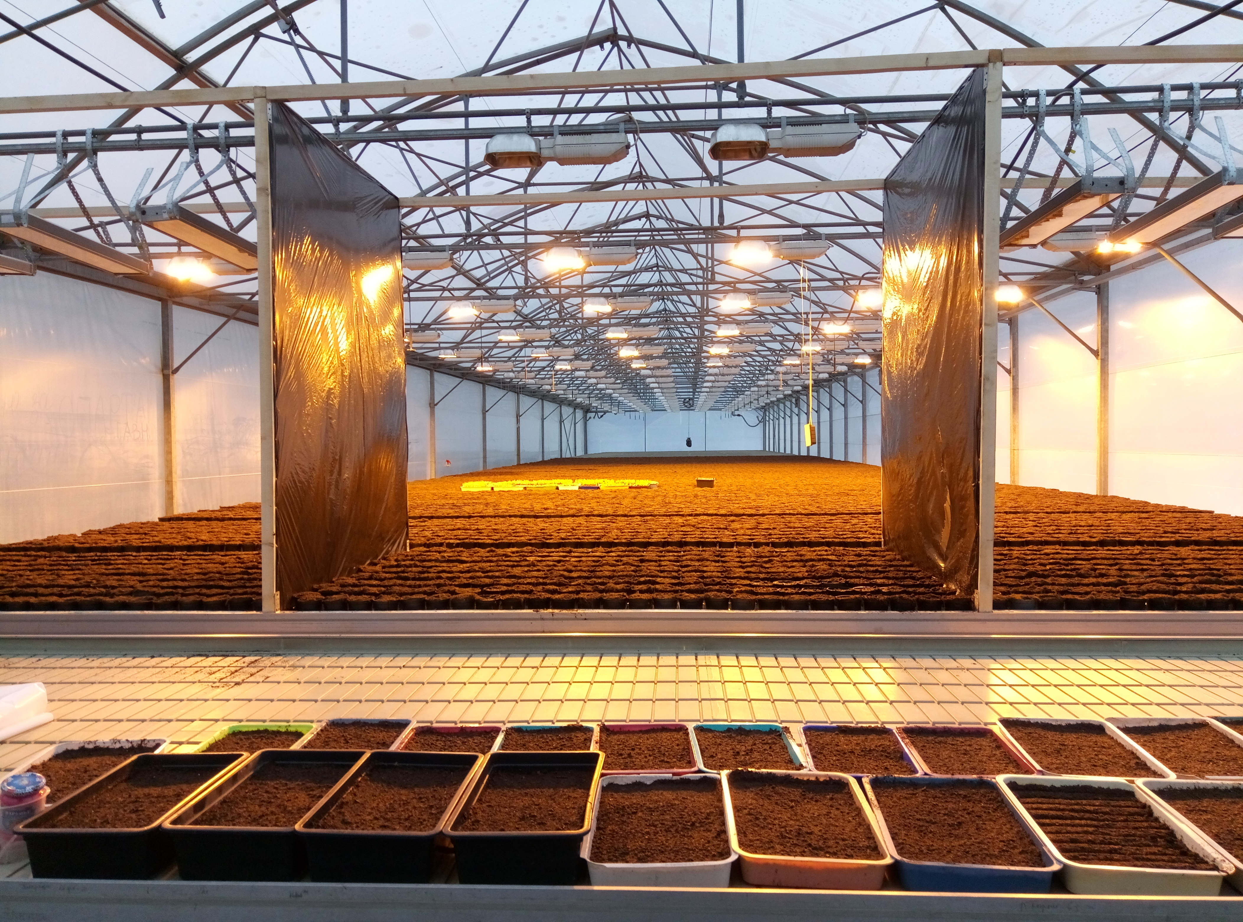 Supplemental lighting seedling research