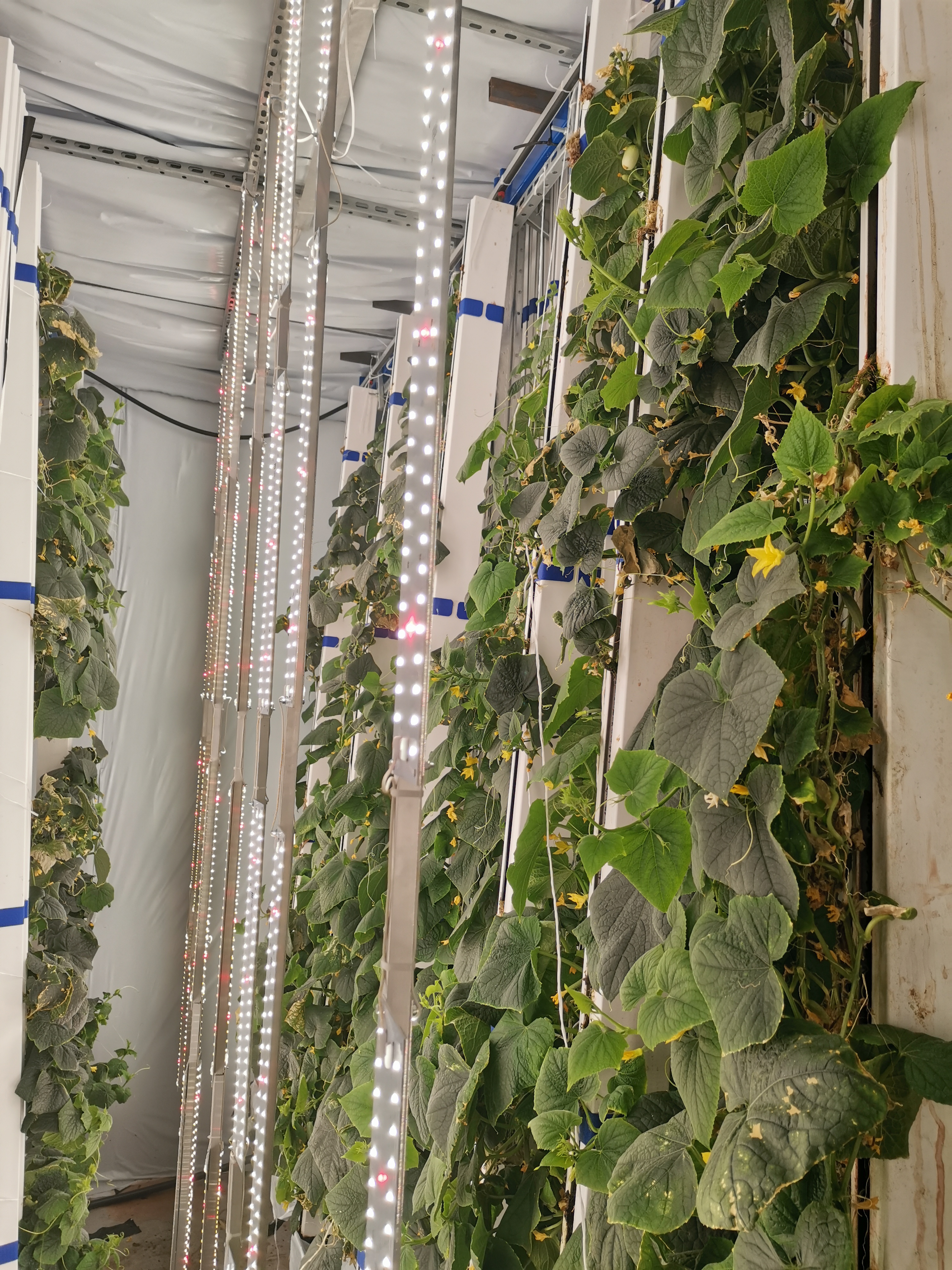 Cultivation optimization