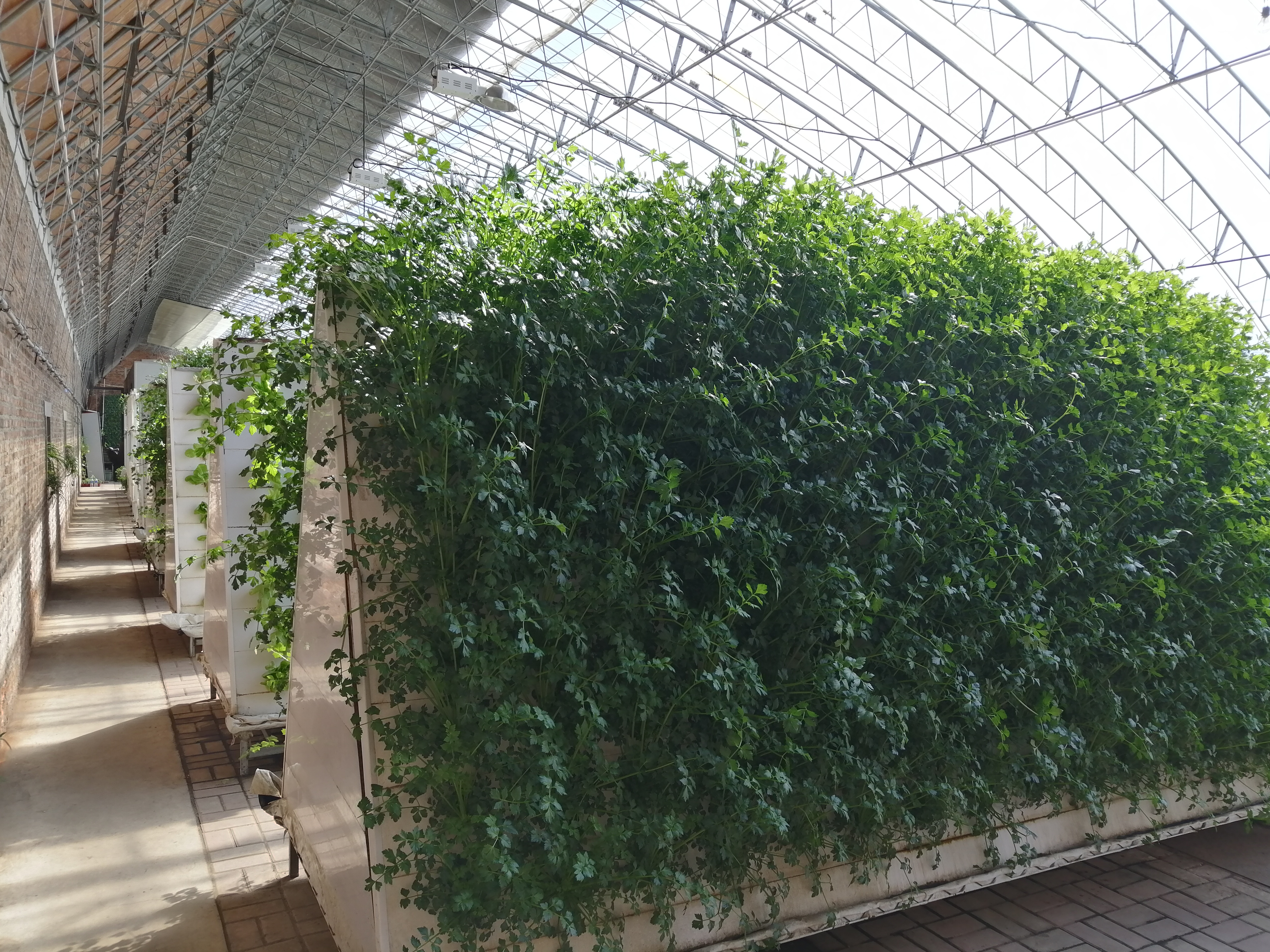 Intérieur d’une serre solaire chinoise