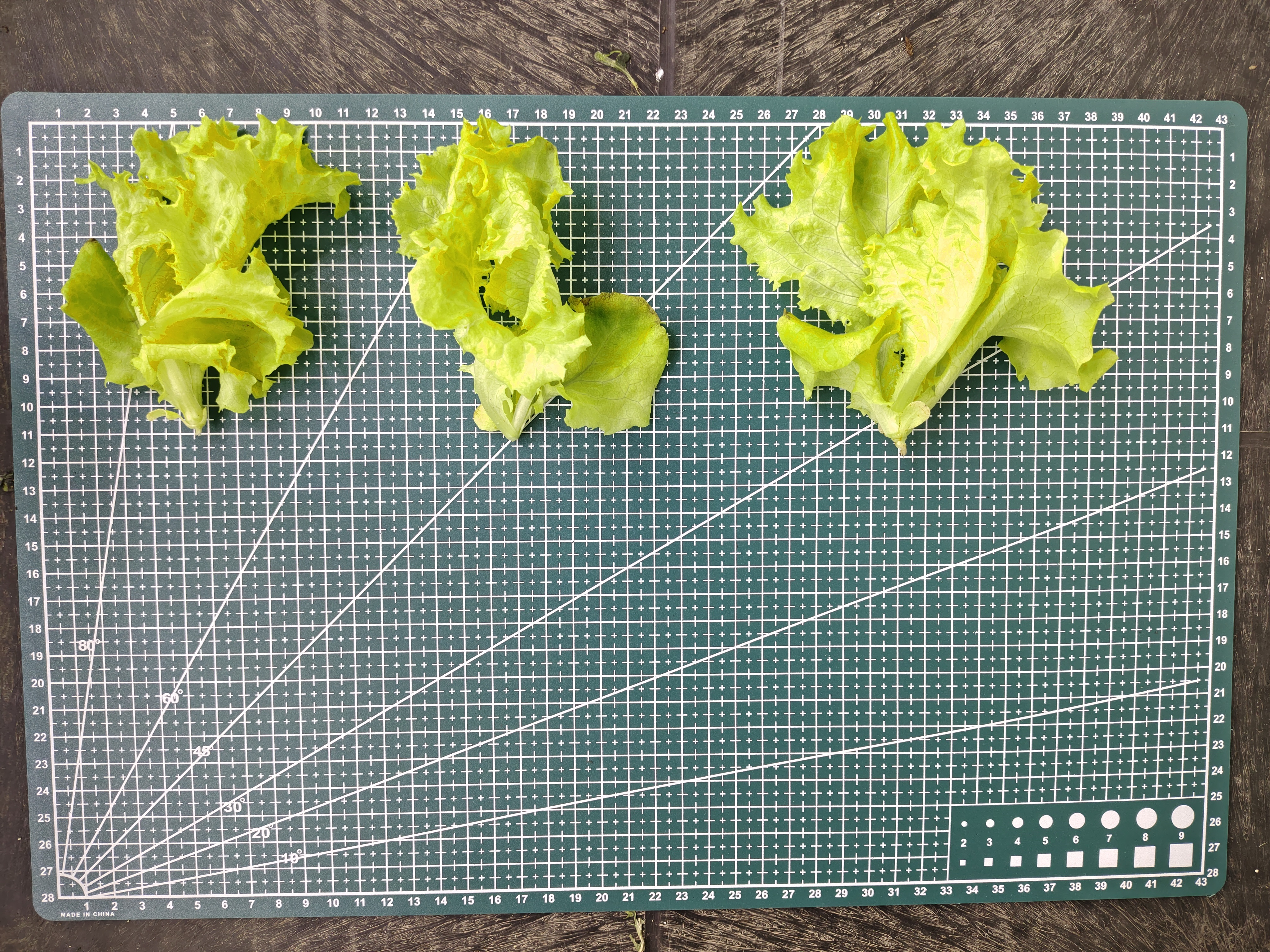 Standardisation des cultures