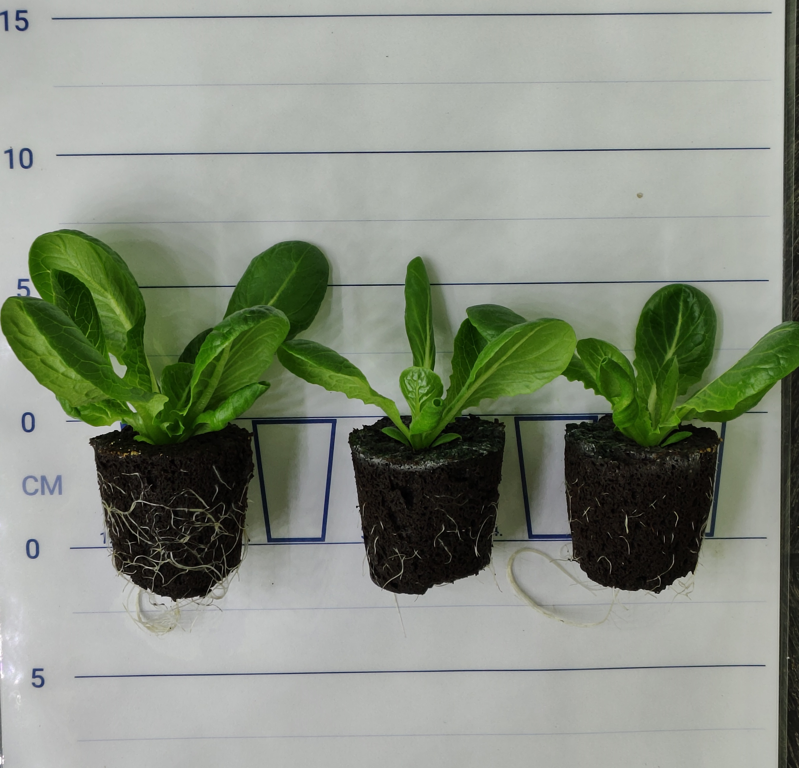 Baby‑leaf lettuce trays