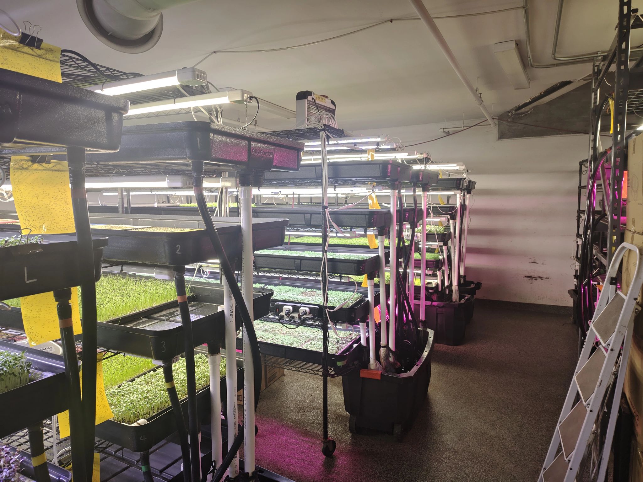 Systèmes de culture hydroponique utilisés pour la production commerciale de micro-pousses dans une ferme verticale à Boston