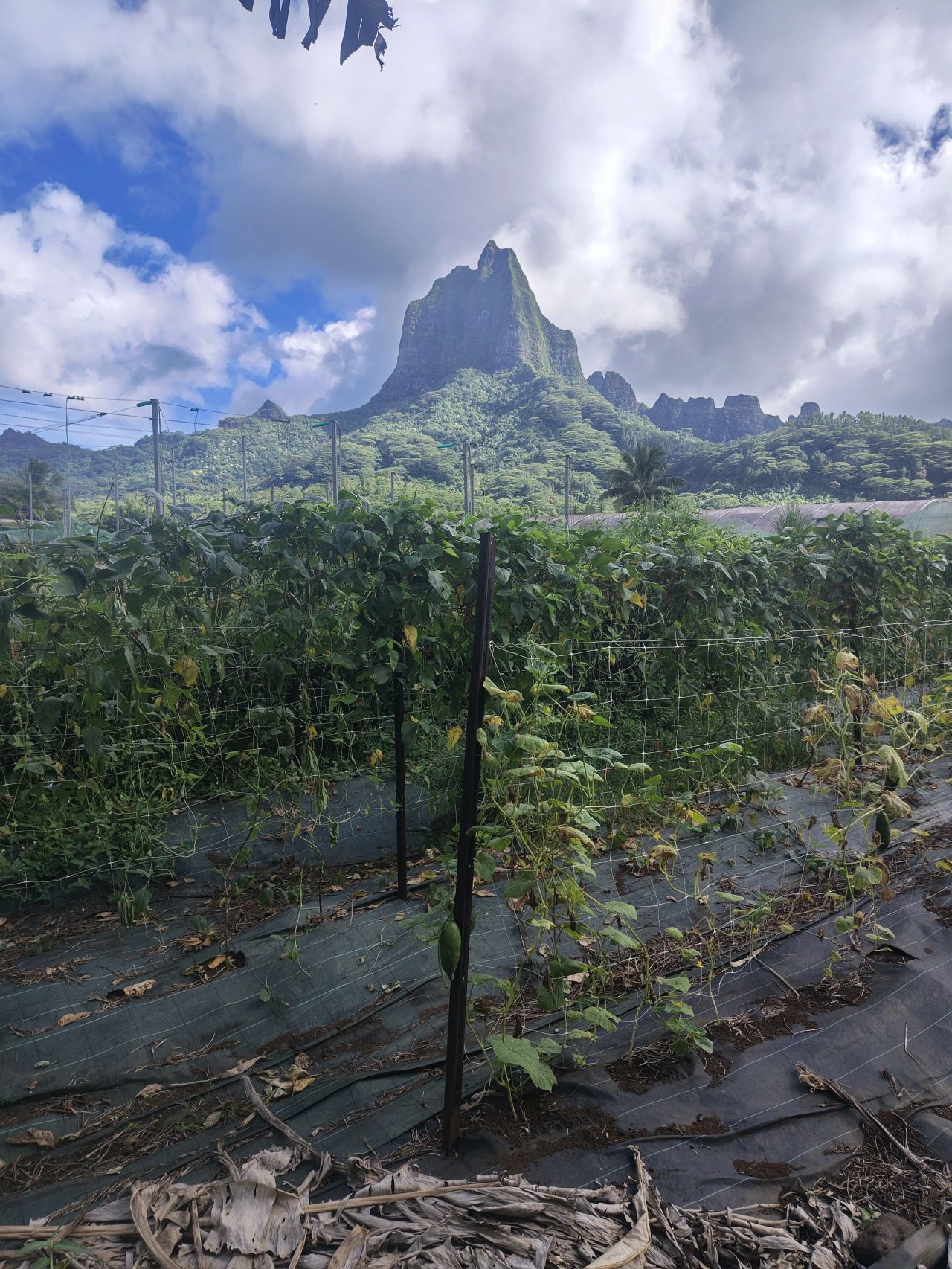 Vue sur les cultures de la ferme biologique et les montagnes de l’île de Moorea