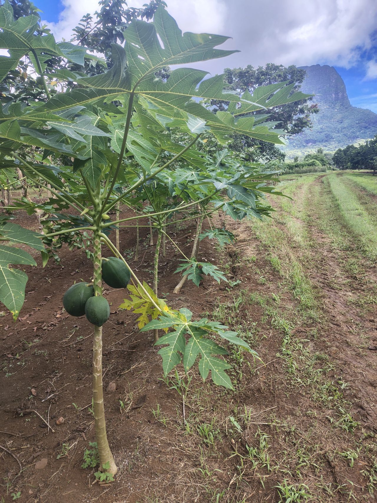 Culture intensive de papayes dans une ferme biologique sur l’île de Moorea