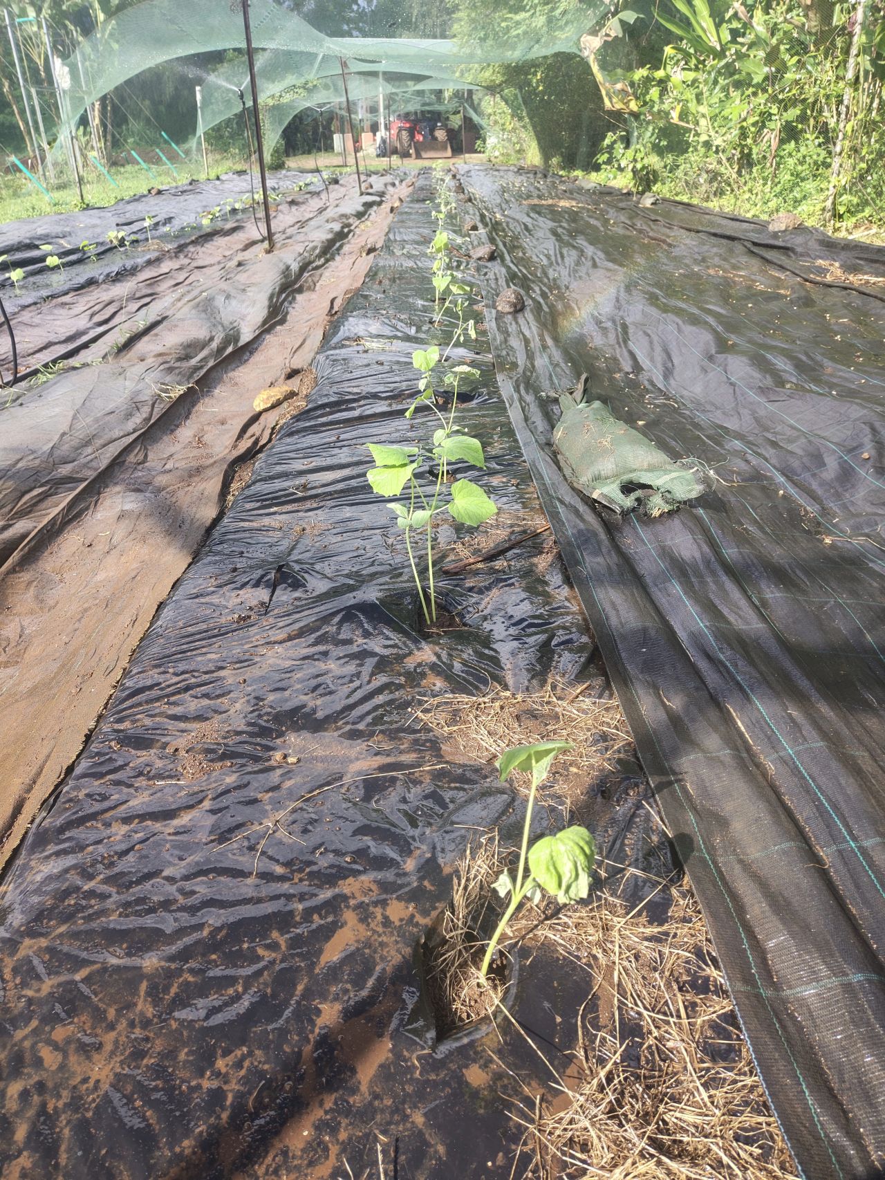 Plants de concombre présentant des symptômes de maladie dans la ferme biologique de l’île de Moorea