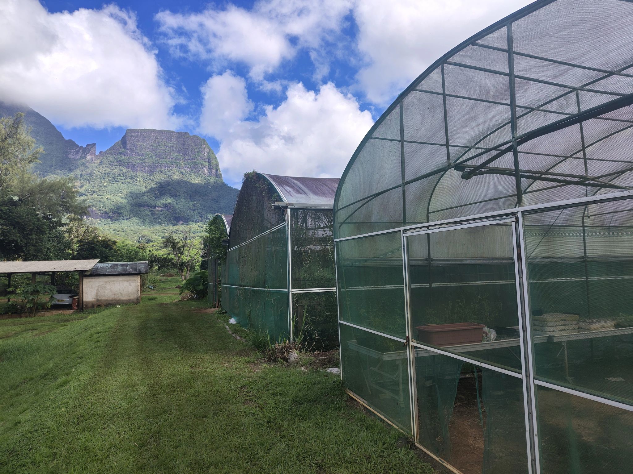 Serres semi-ouvertes utilisées pour la production de cultures tropicales sur l’île de Moorea