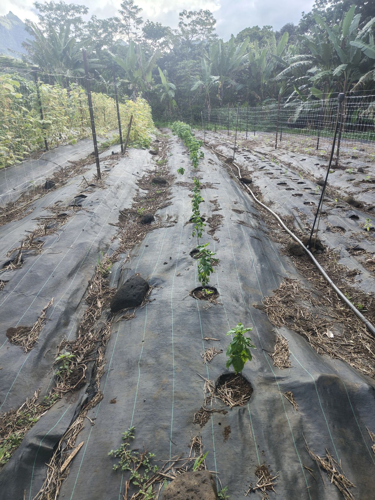 Culture du basilic dans la ferme biologique de l’île de Moorea
