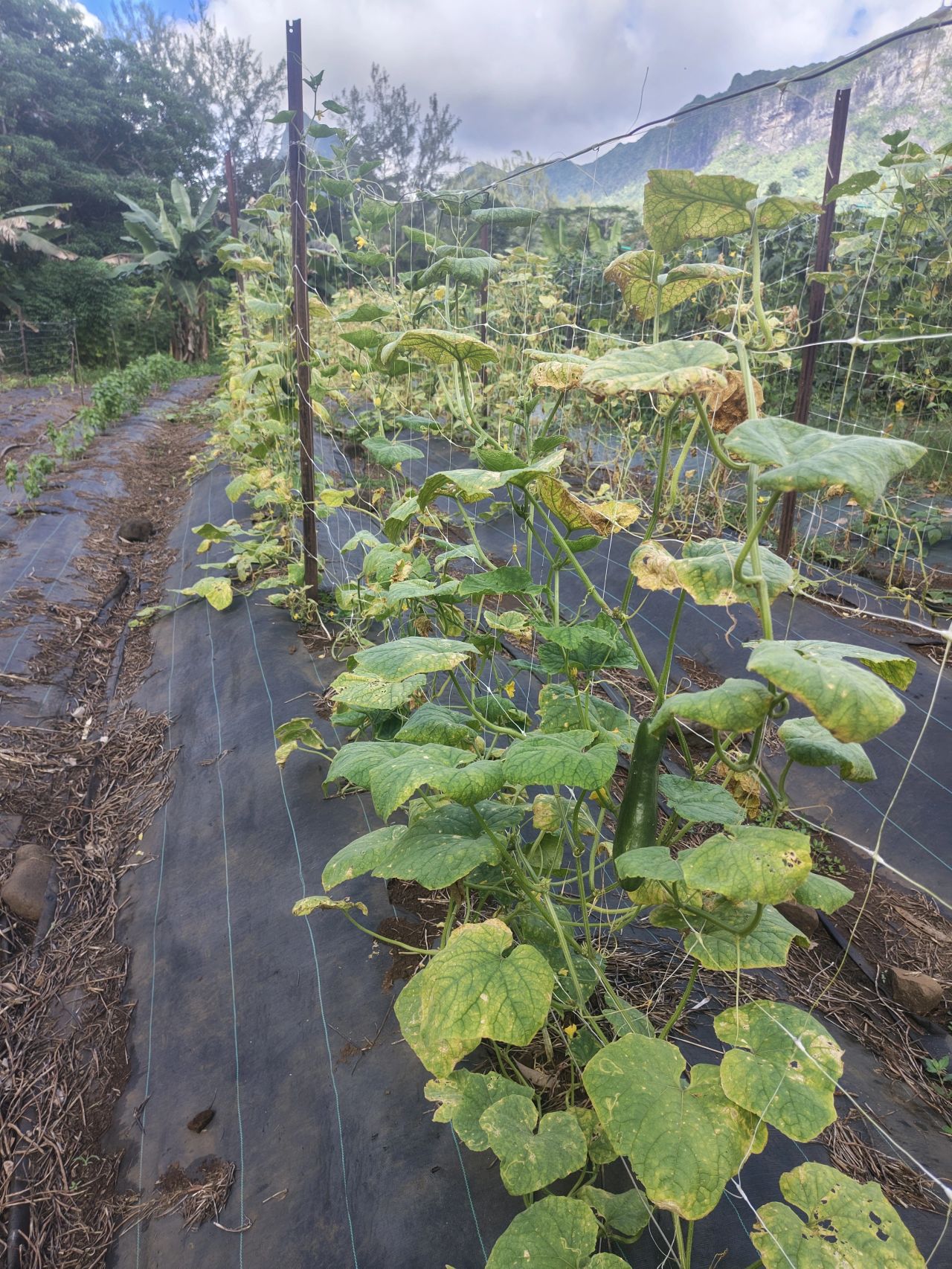 Plants de concombre présentant des symptômes de maladie dans la ferme biologique de l’île de Moorea
