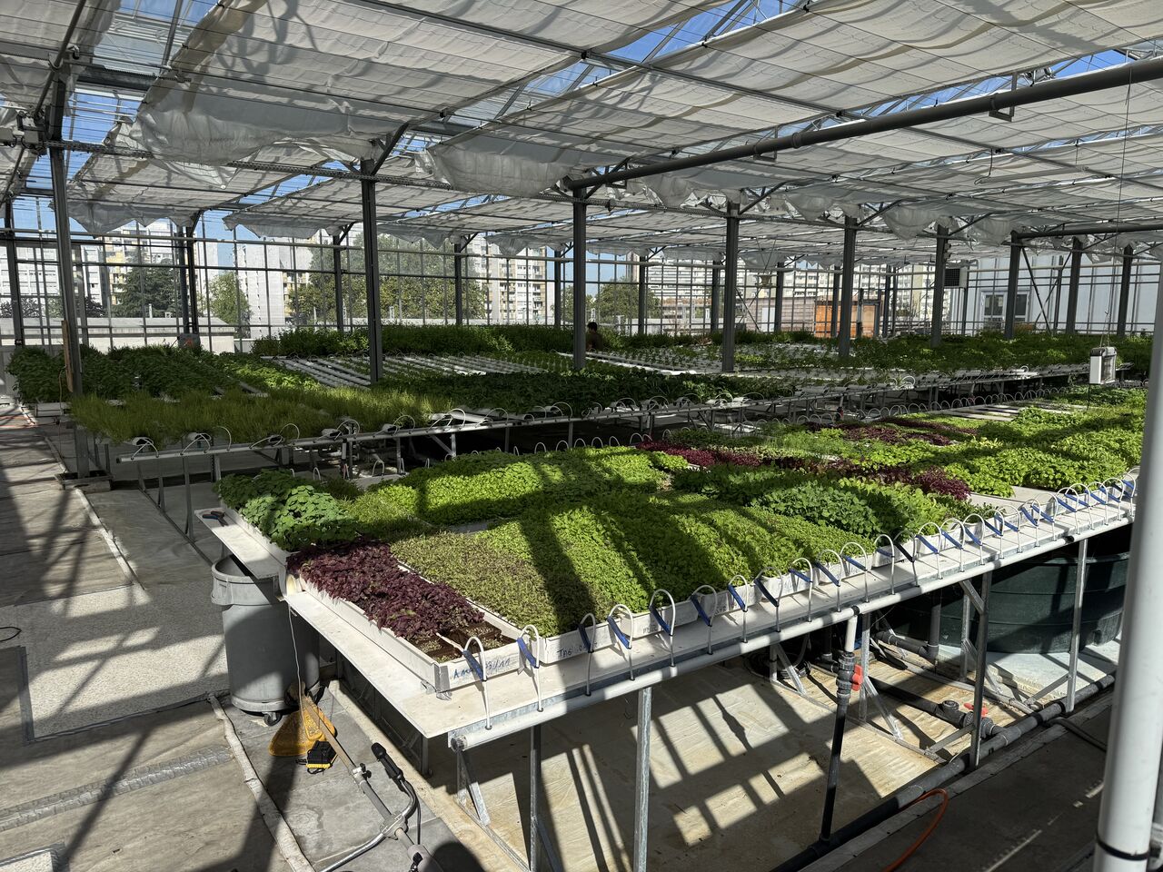 Interior of the main greenhouse at a commercial rooftop urban farm in Paris