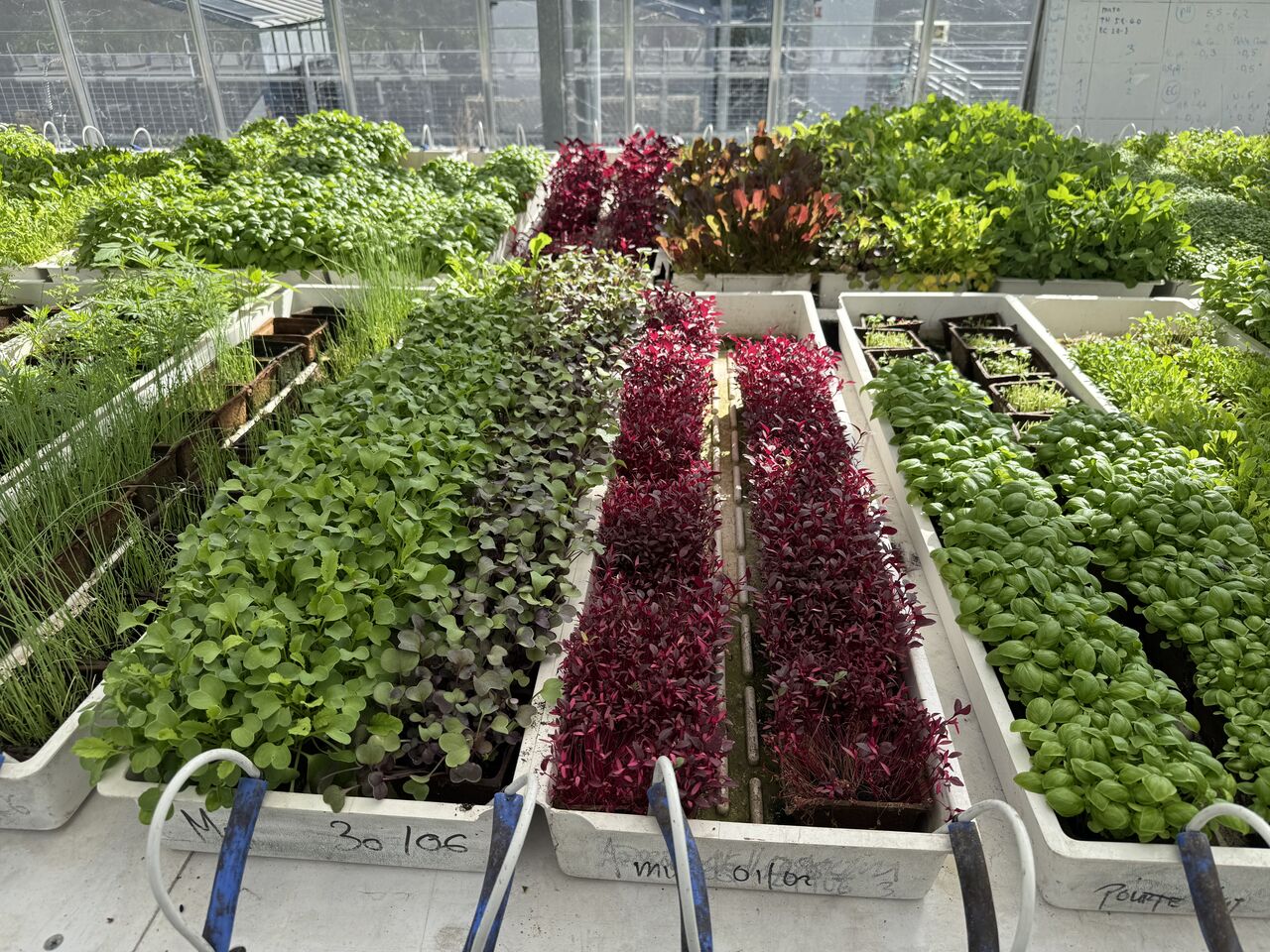 Microgreens cultivation at a commercial rooftop urban farm in Paris