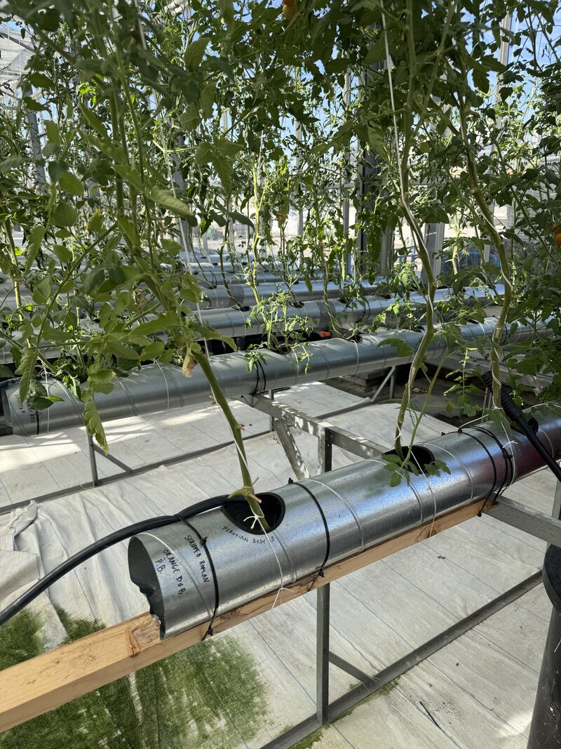 Experimental tomato cultivation in an NFT hydroponic system at a rooftop farm in Paris