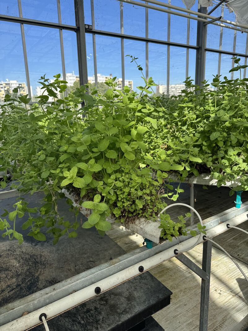 Lemon balm cultivation in an NFT hydroponic system with an extended growing cycle