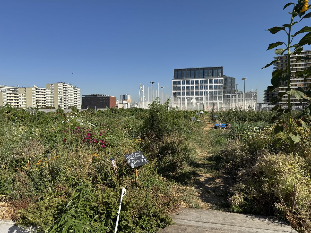 Open-air vegetable cultivation under natural sunlight on a rooftop urban farm in Paris