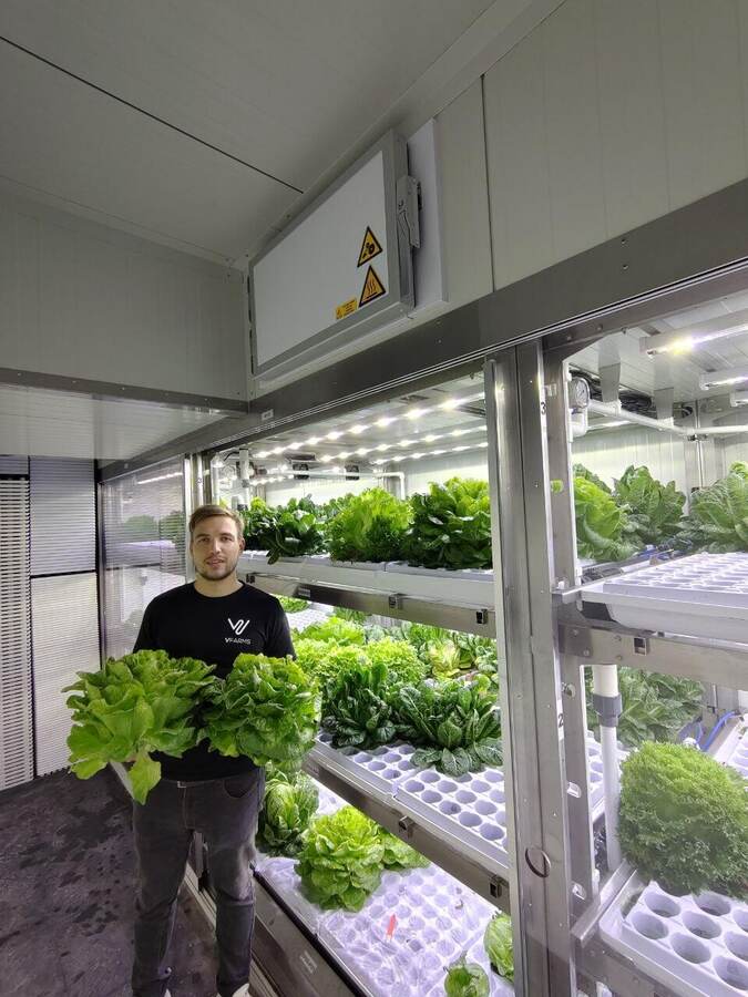 Laitue romaine d’environ 1 kg