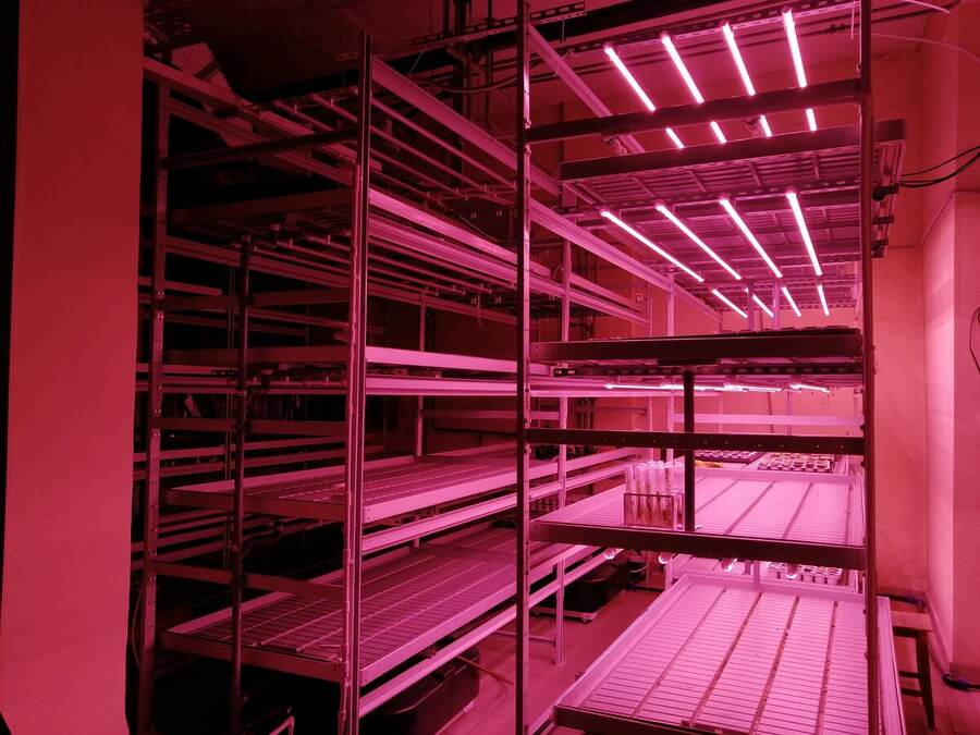 Essai de réponse des cultures en environnement contrôlé