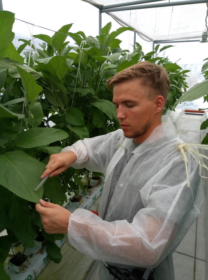 Collecte expérimentale d’entomophages sur plantes