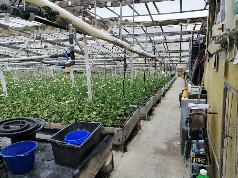 Culture de *Ranunculus* avec protection biologique