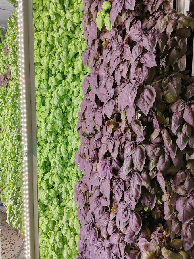 Ferme verticale pour cultures de nutrition médicale