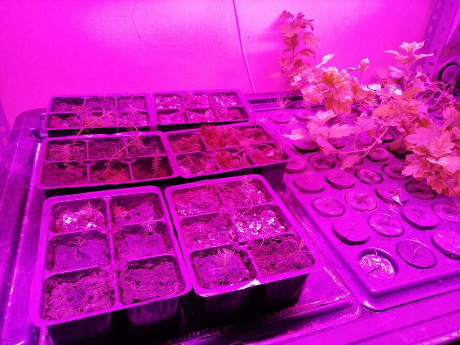 Prototype de reforestation — Urban Greenhouse Challenge