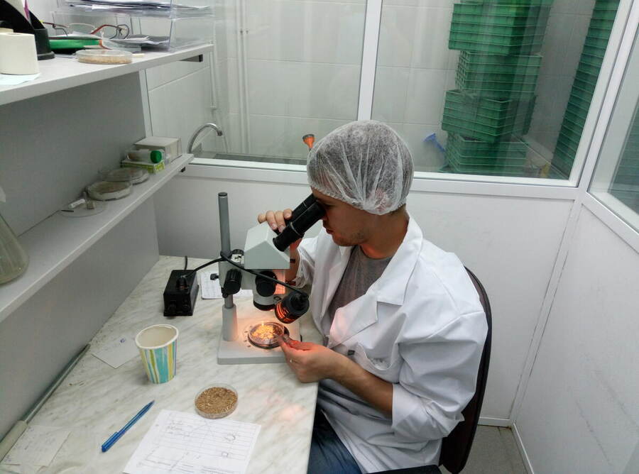 Site d’extension *Phytoseiulus* & *Encarsia*