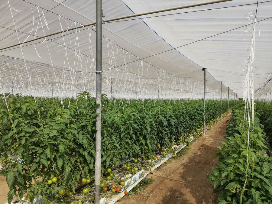 Distribution d’insectes auxiliaires dans les rangs