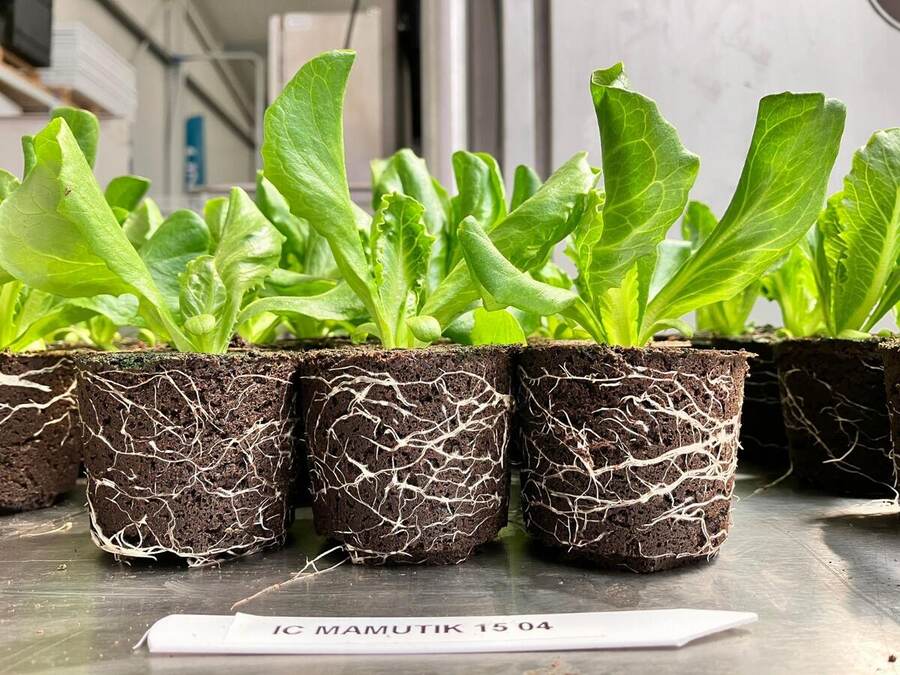 Protocoles de laitue romaine résistante aux maladies