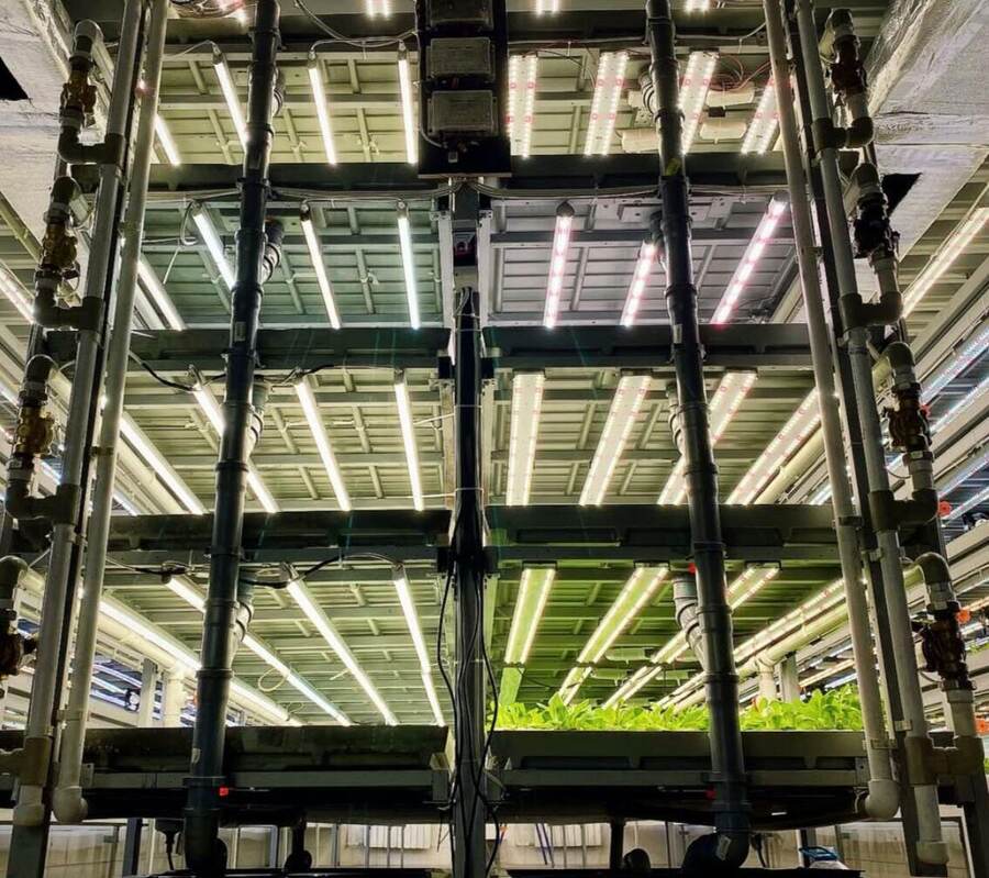 Production de jeunes feuilles