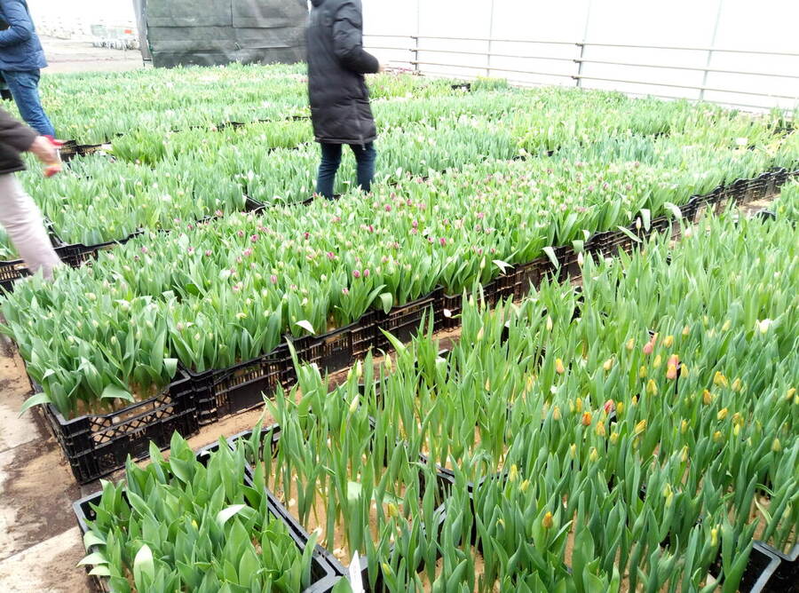 Optimisation de la production de tulipes en serre