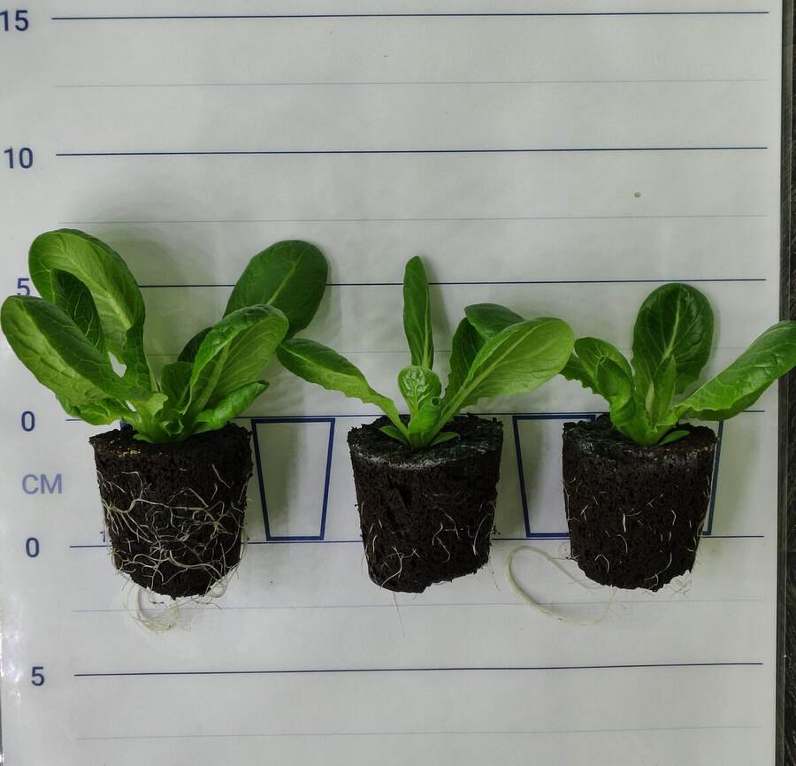 Plateaux de jeunes feuilles de laitue