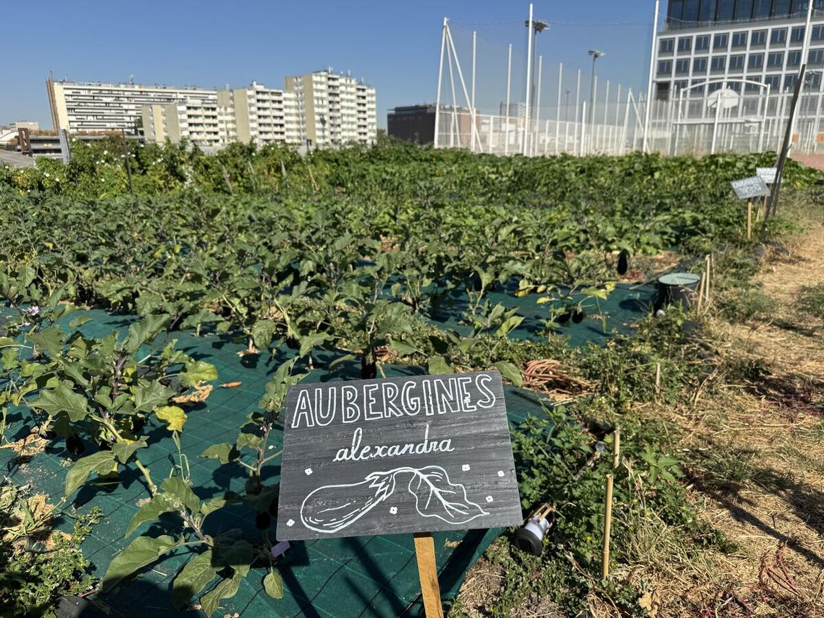 Culture d’aubergines dans une ferme urbaine en toiture à Paris